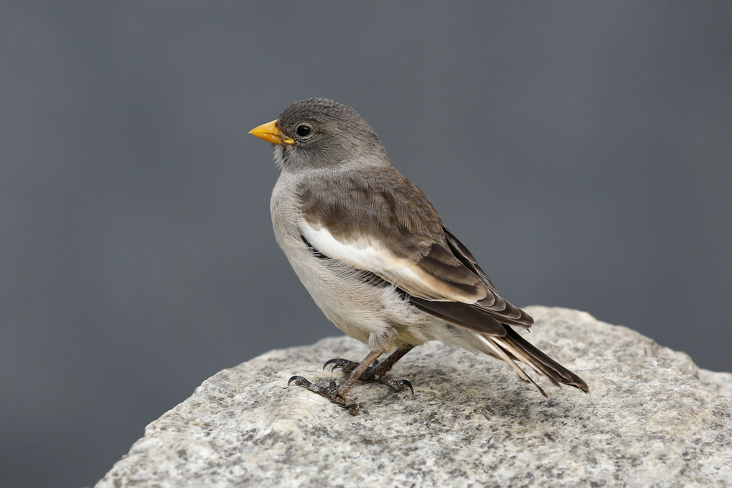 fringuello alpino  Montifringilla nivalis