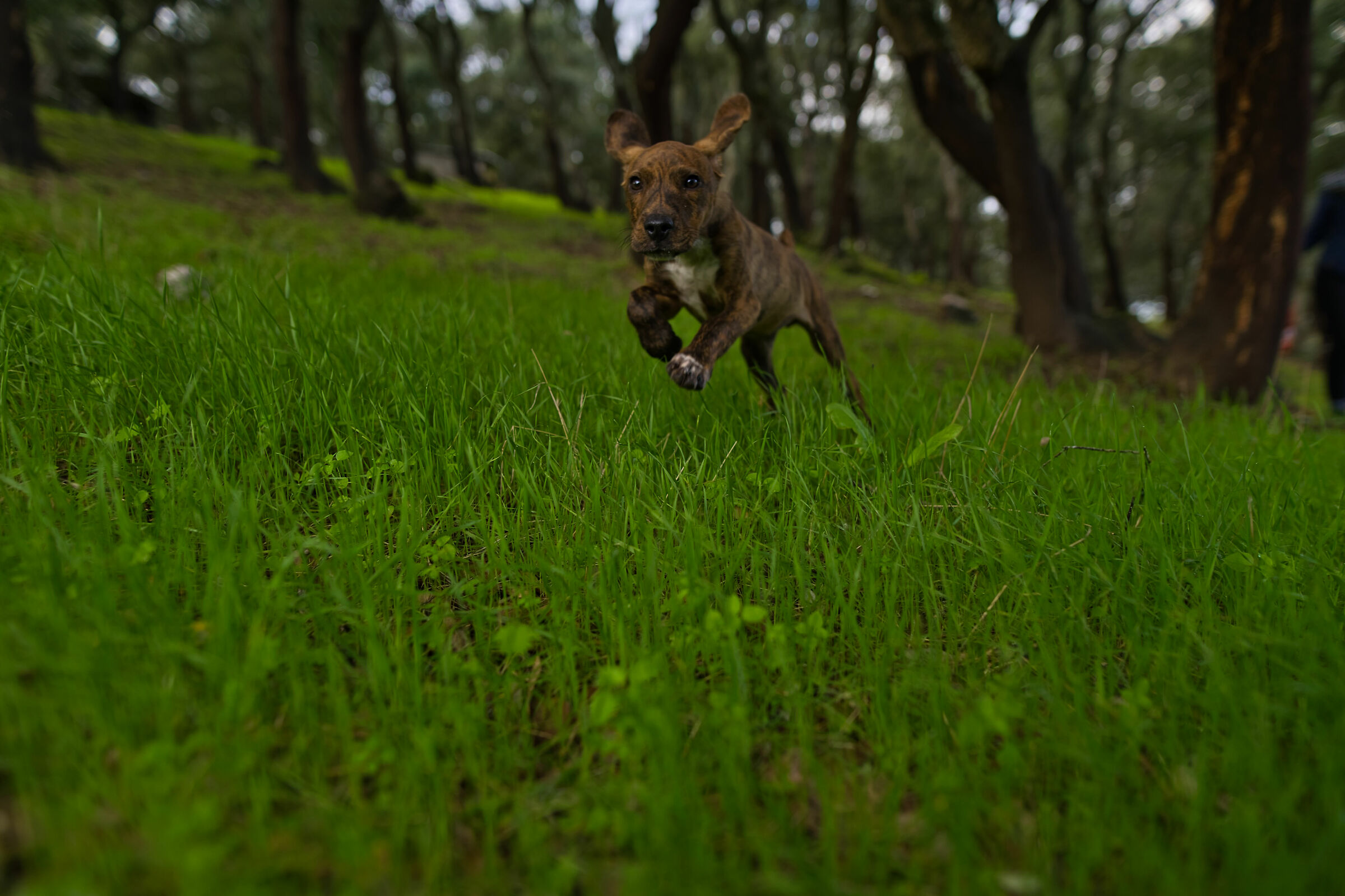 Django