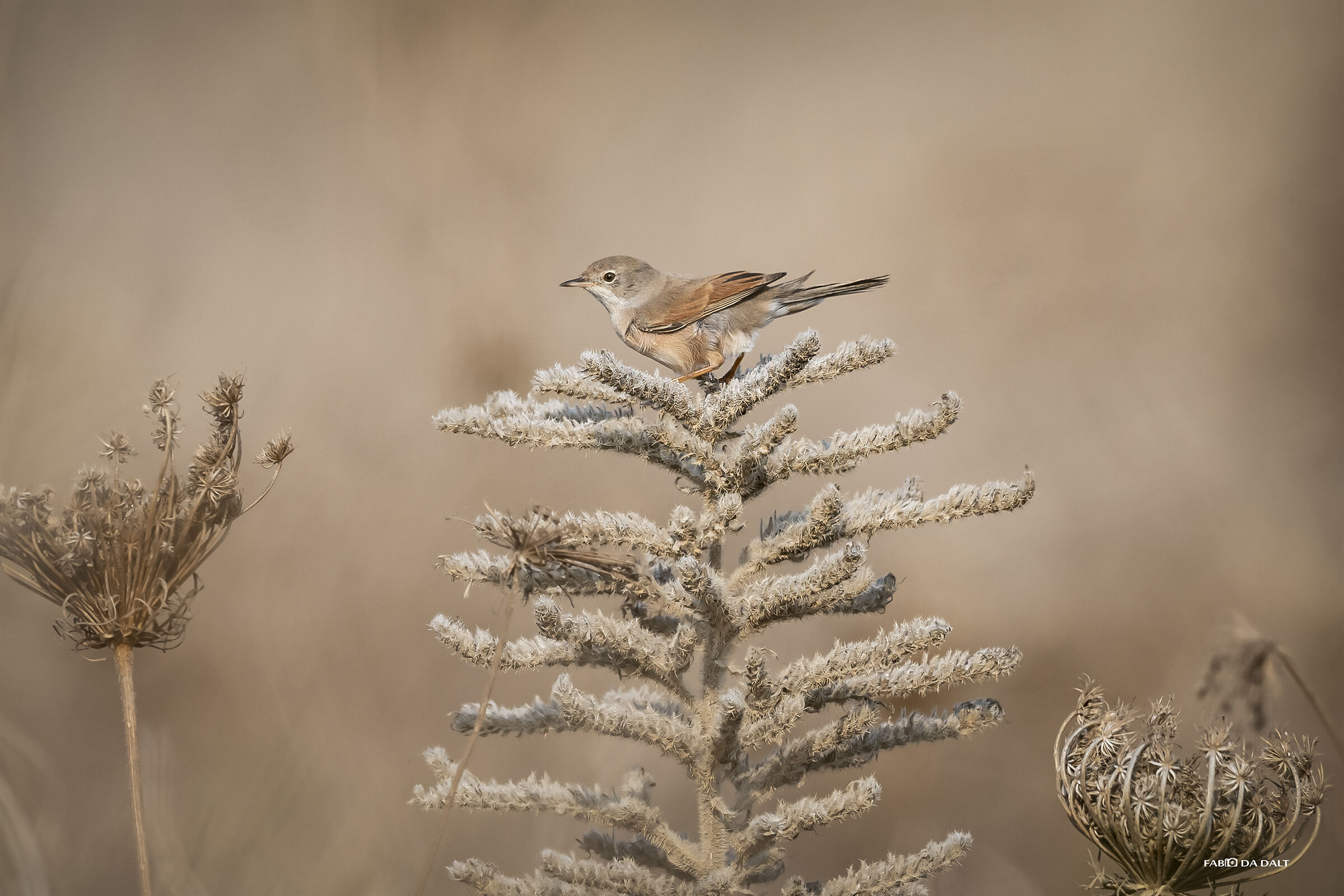 Sterpazzola of Sardinia