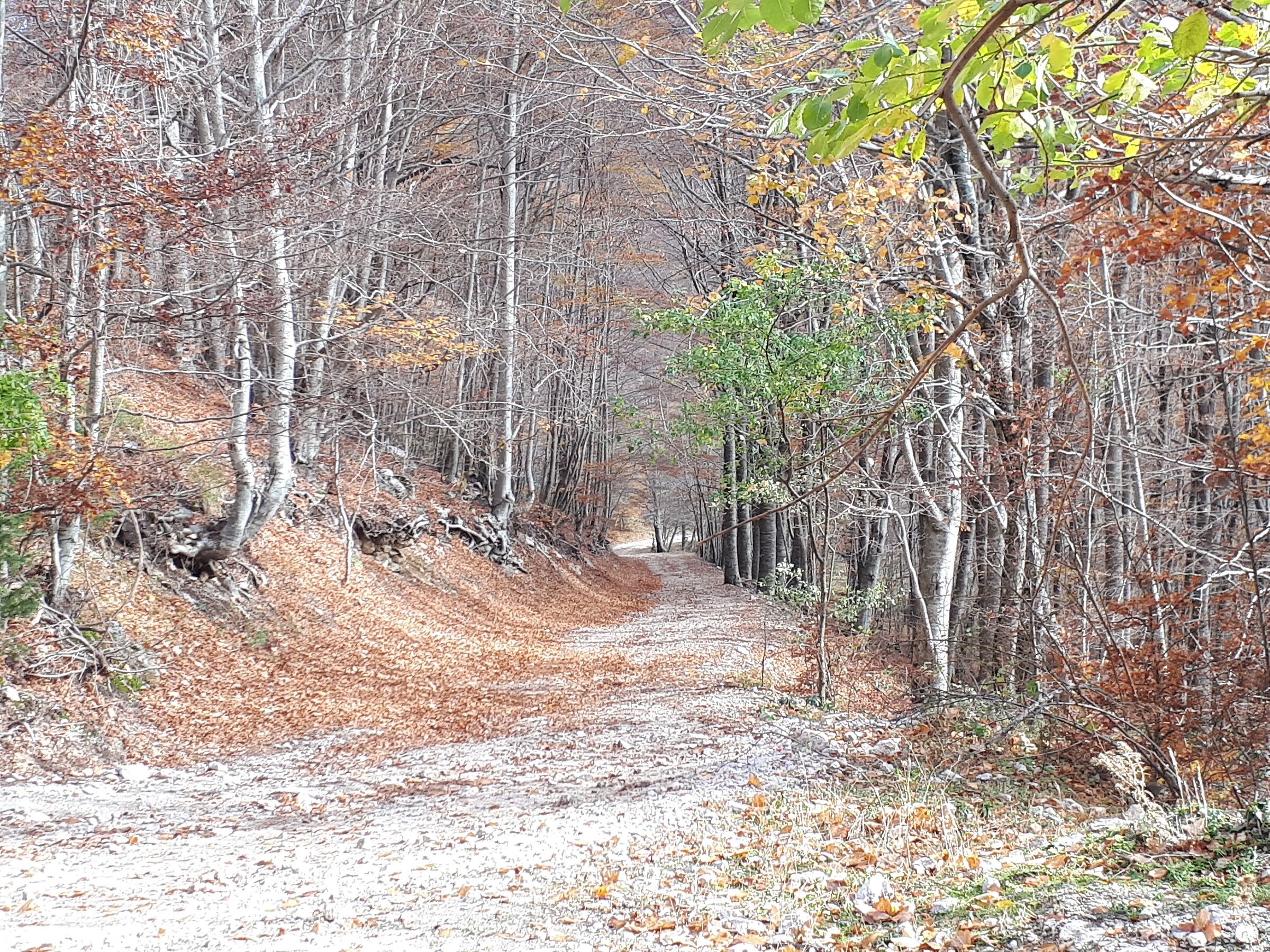 Autumn