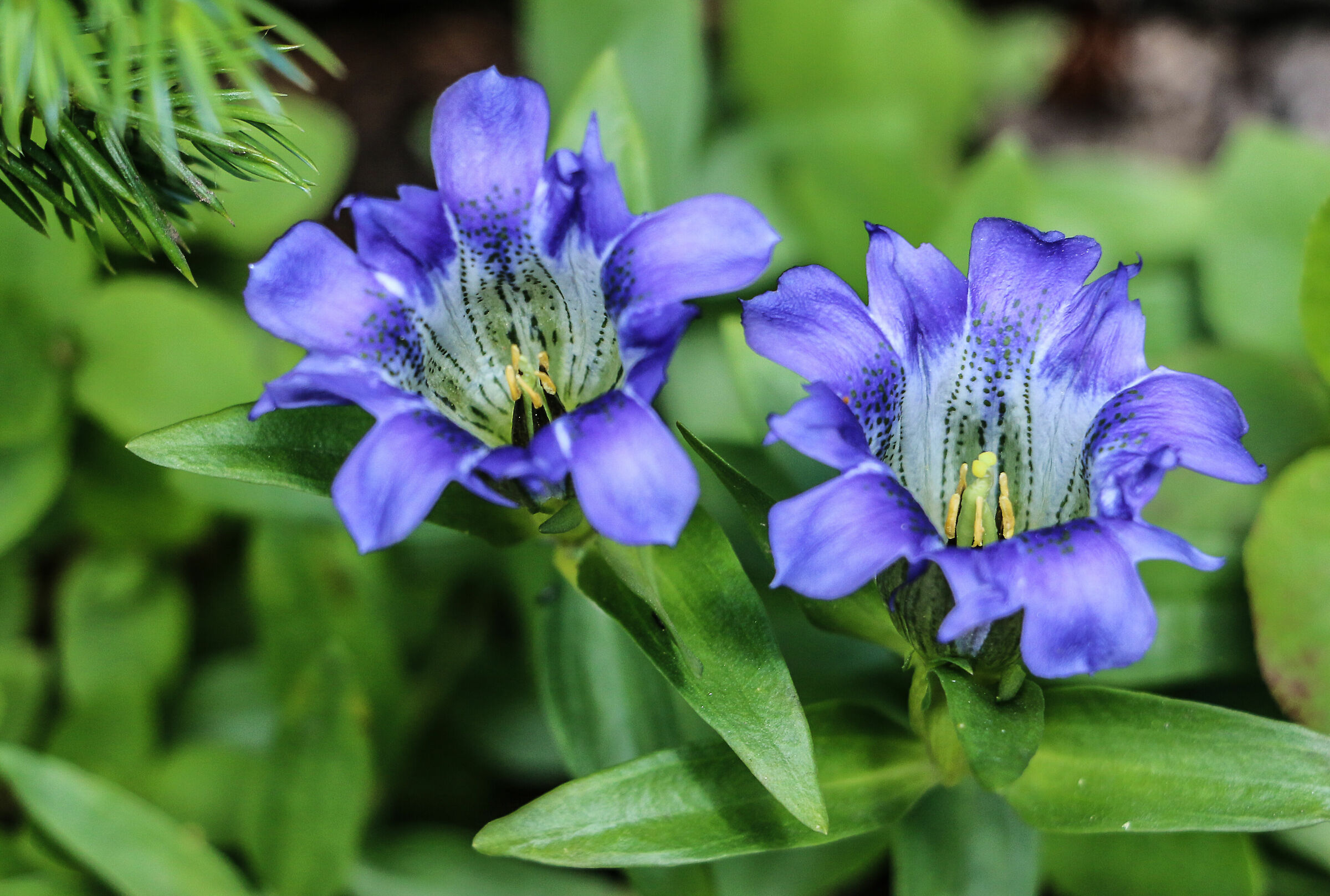 Genziane in Colorado