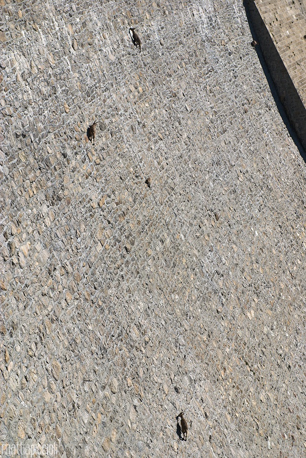 Stambecchi su diga