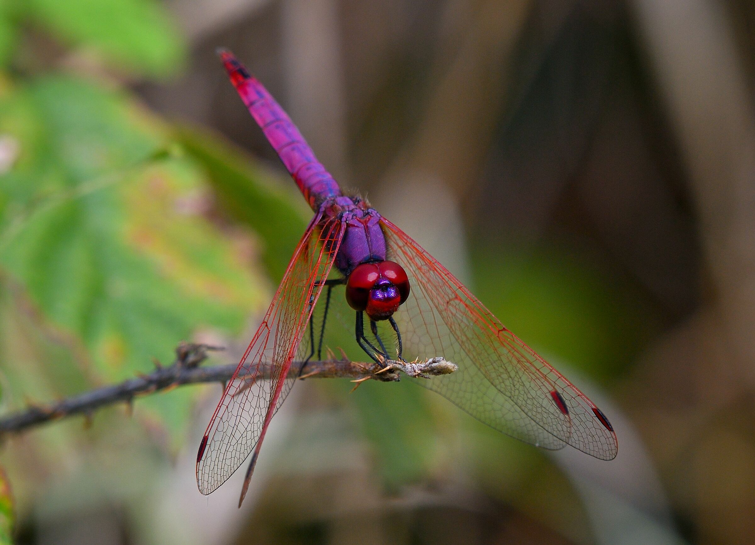 trithemis annulata