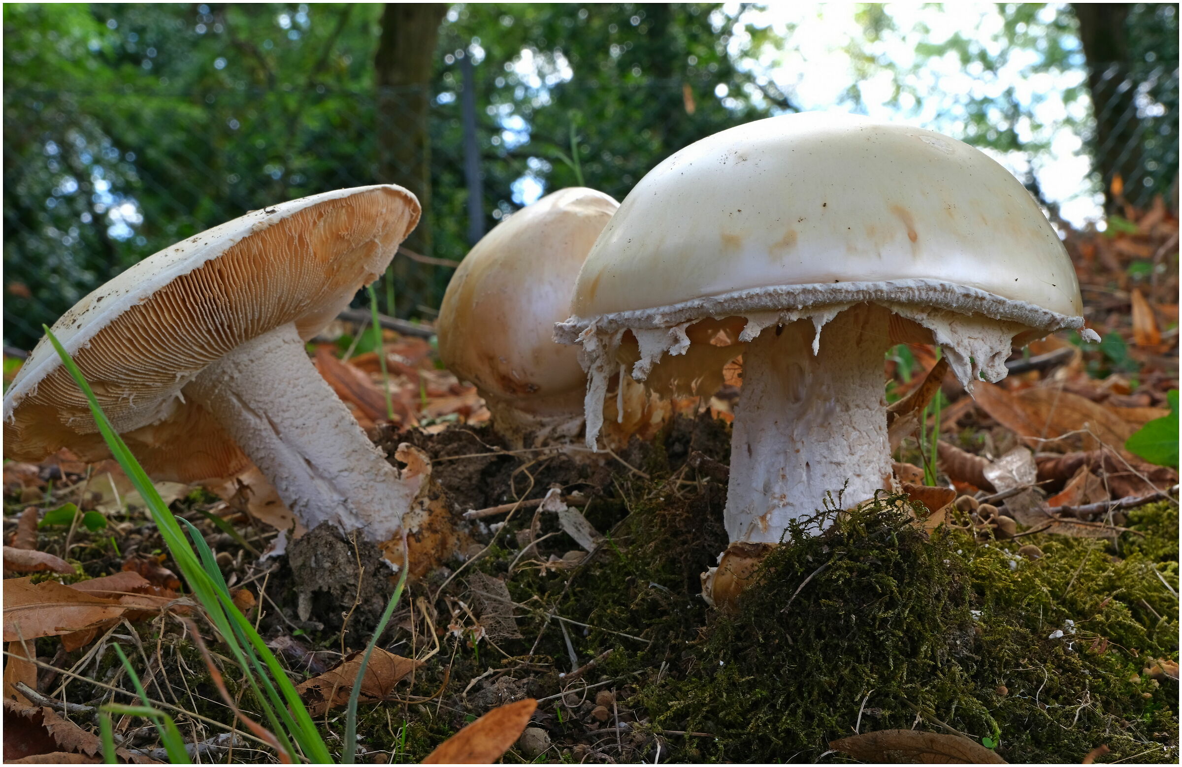 Will they be edible?