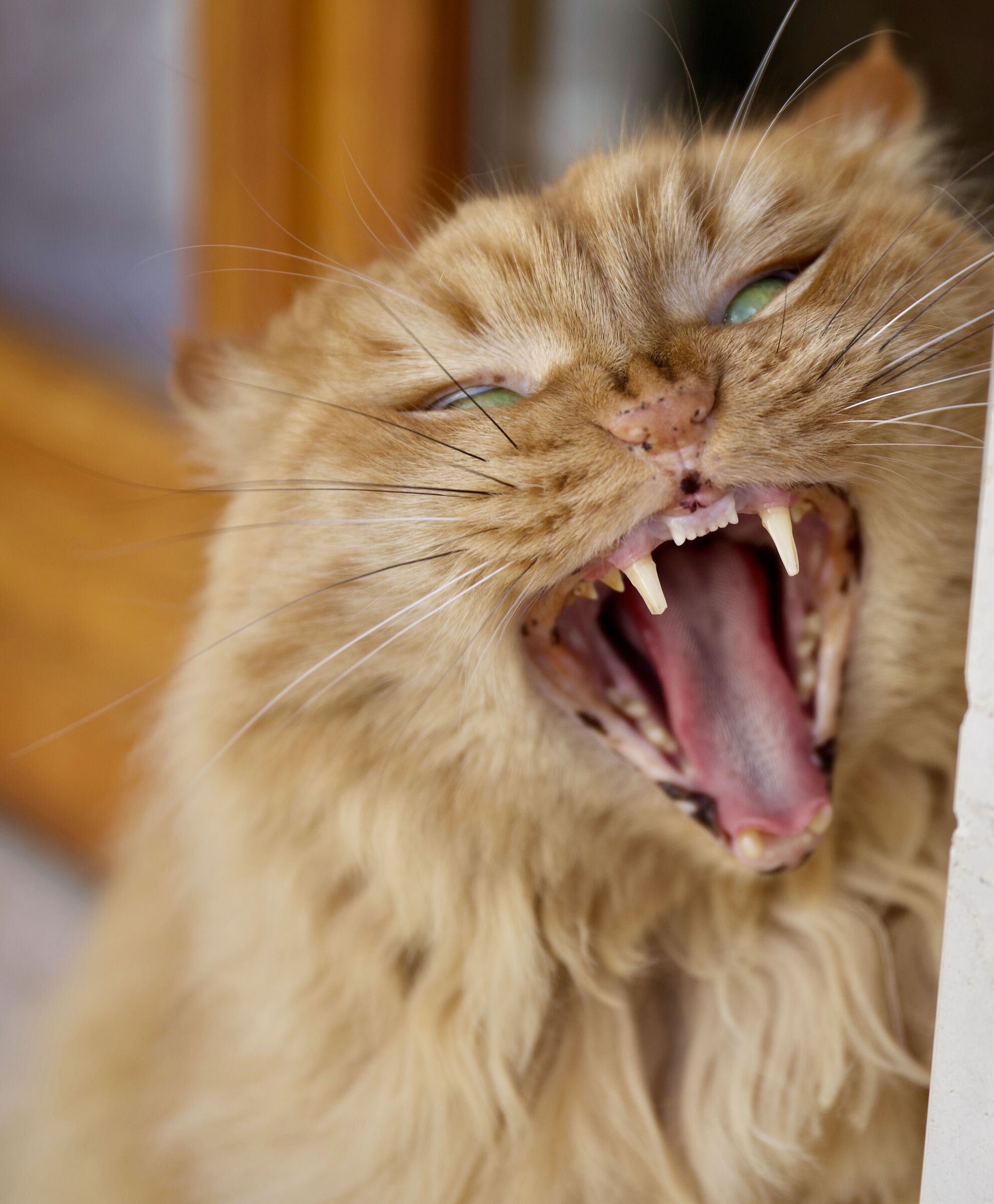 Non gli piace essere fotografato!!!