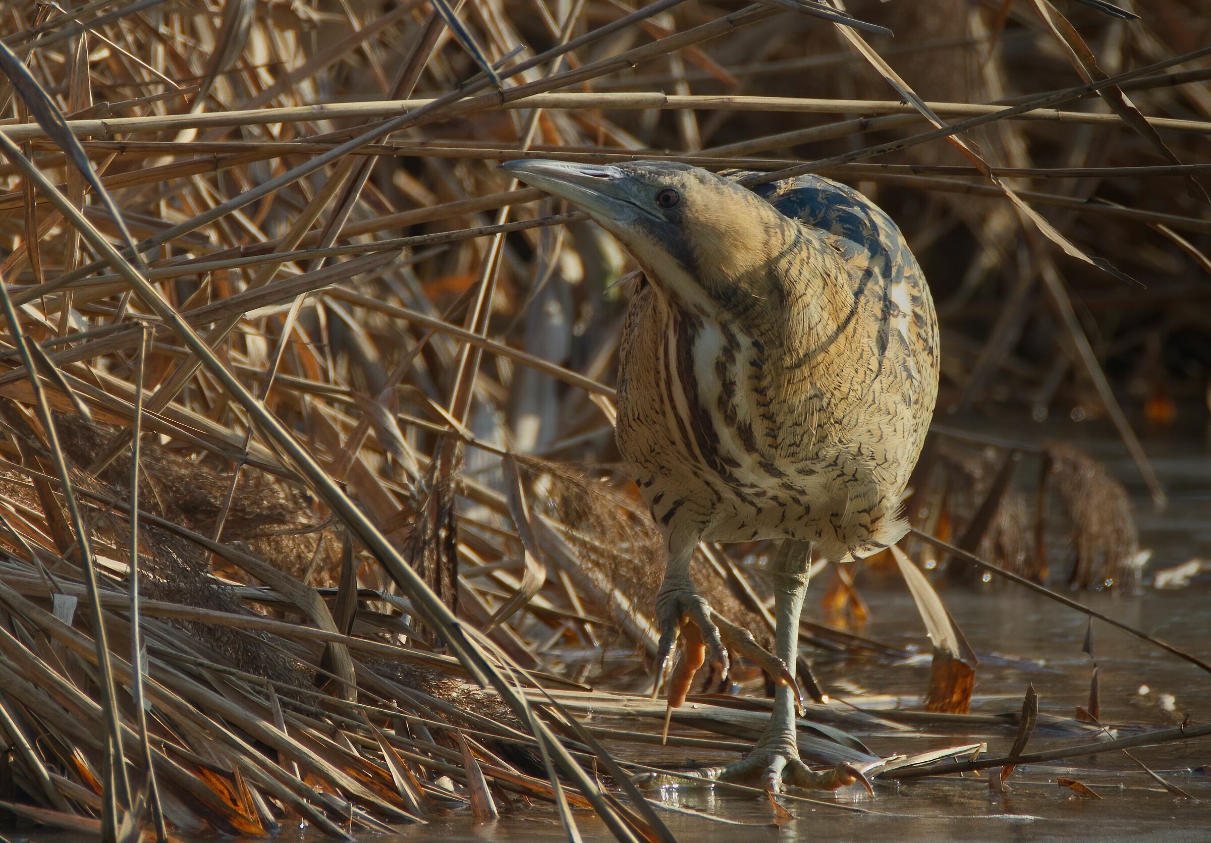 Aspettando il suo arrivo