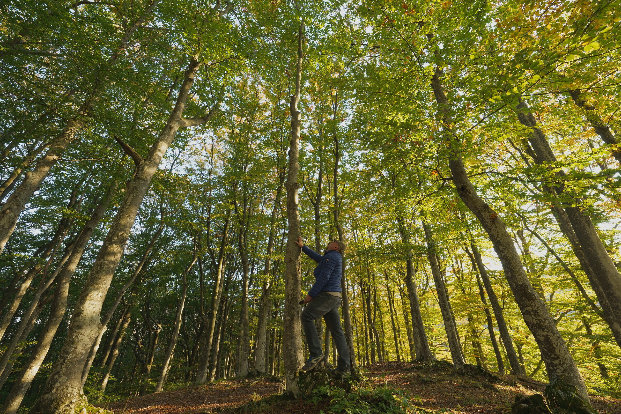 La forza dell'albero