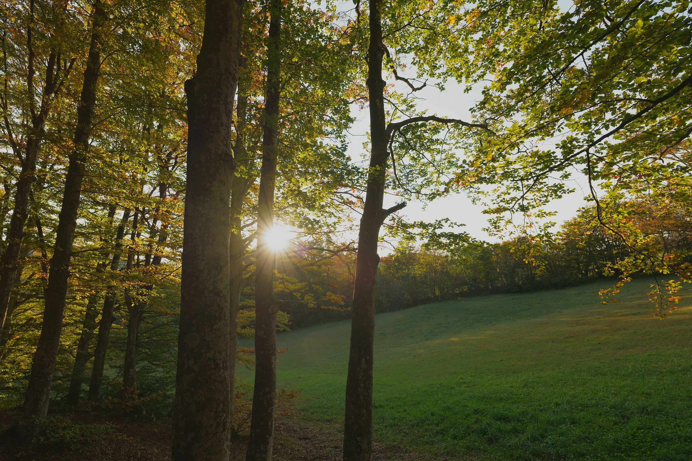 Ultimi raggi di sole nella faggeta