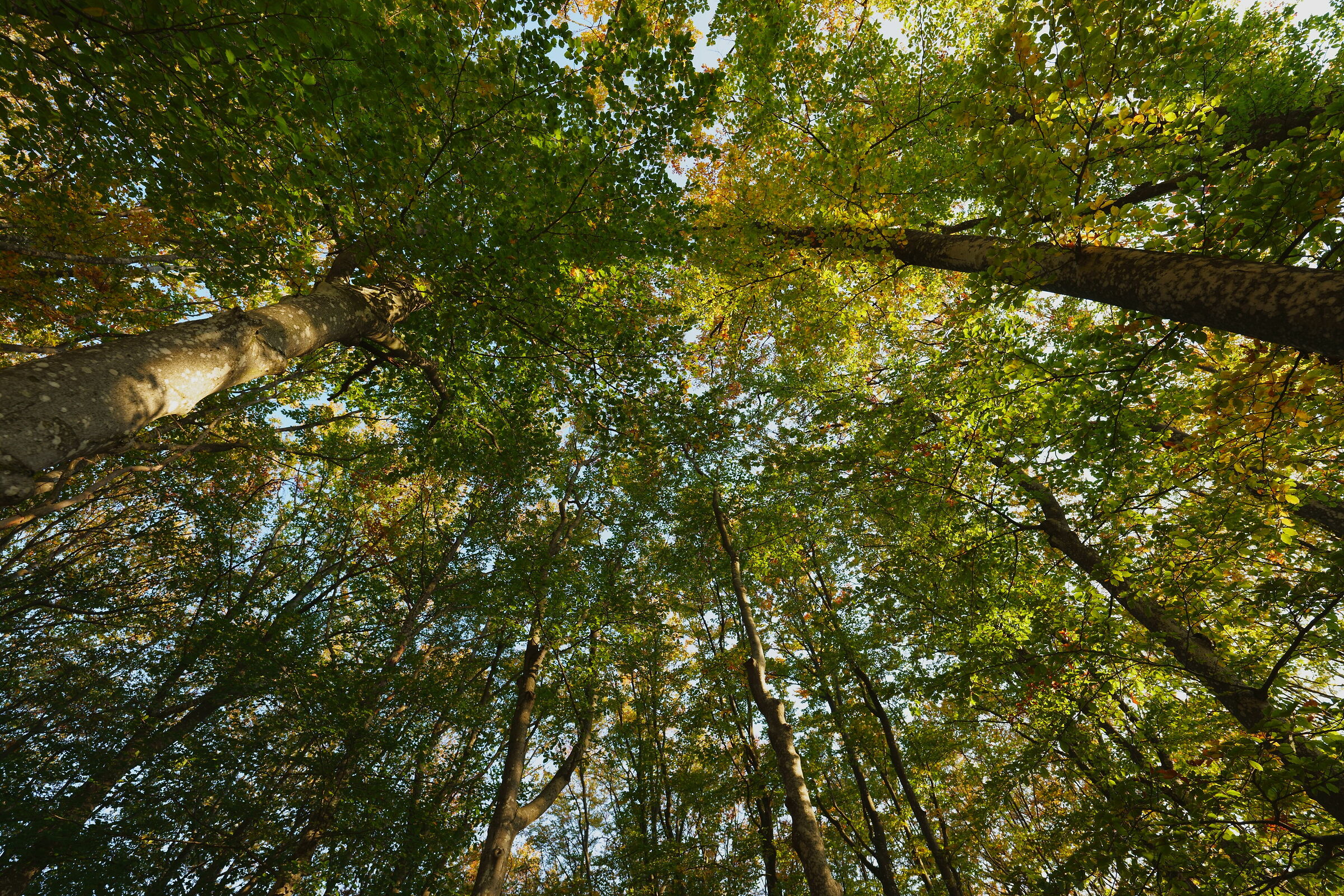 the cathedral of the beech trees