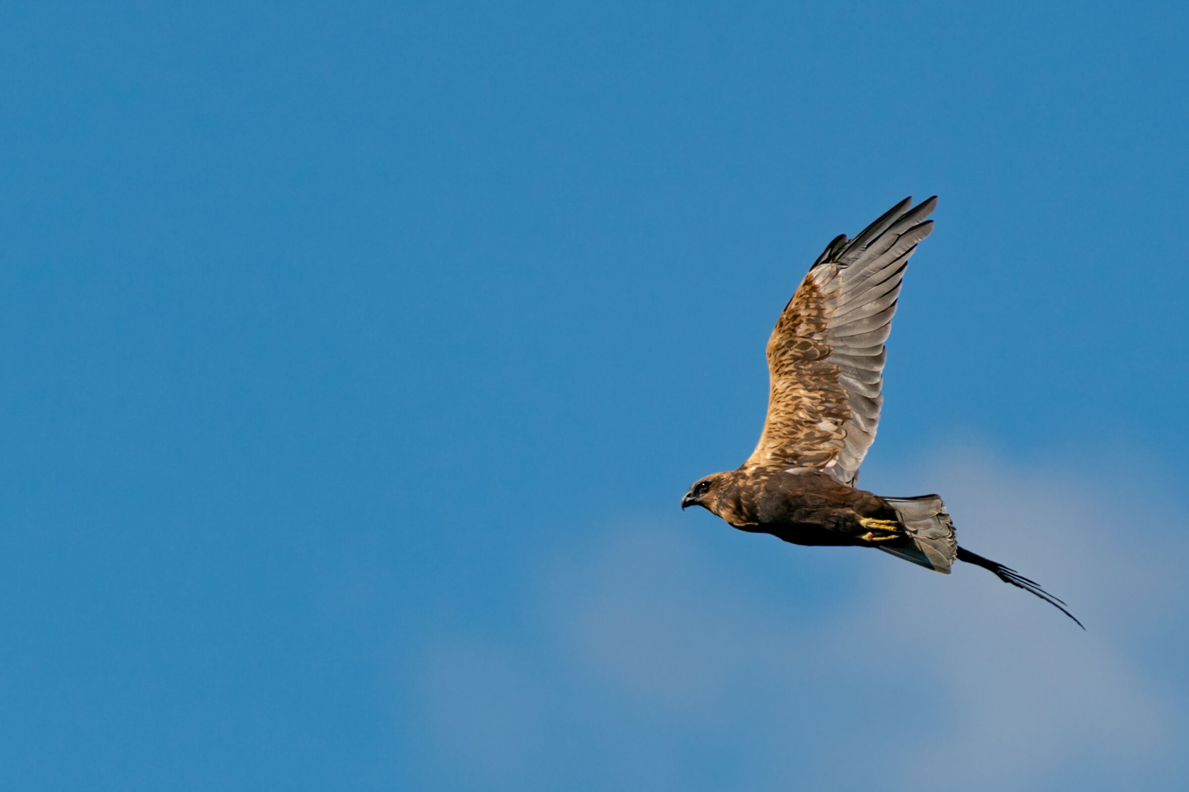 Falco di palude
