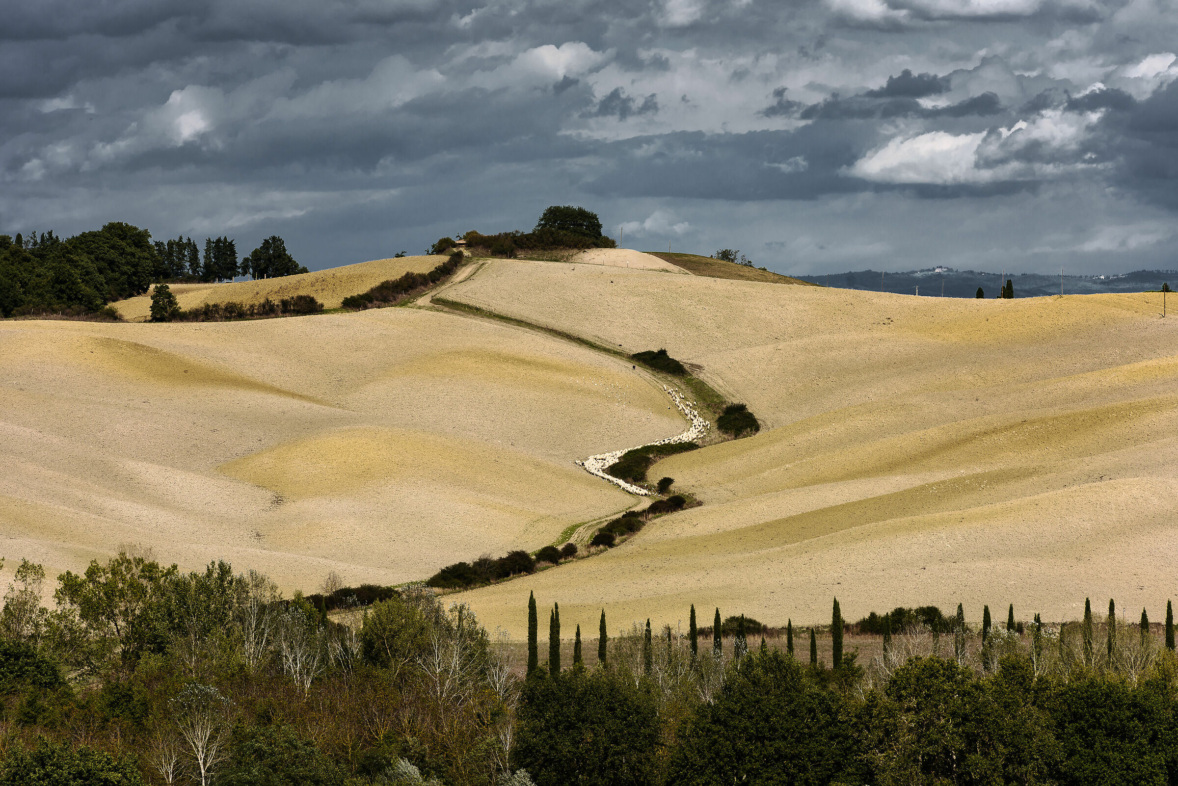 Cercando campi più verdi