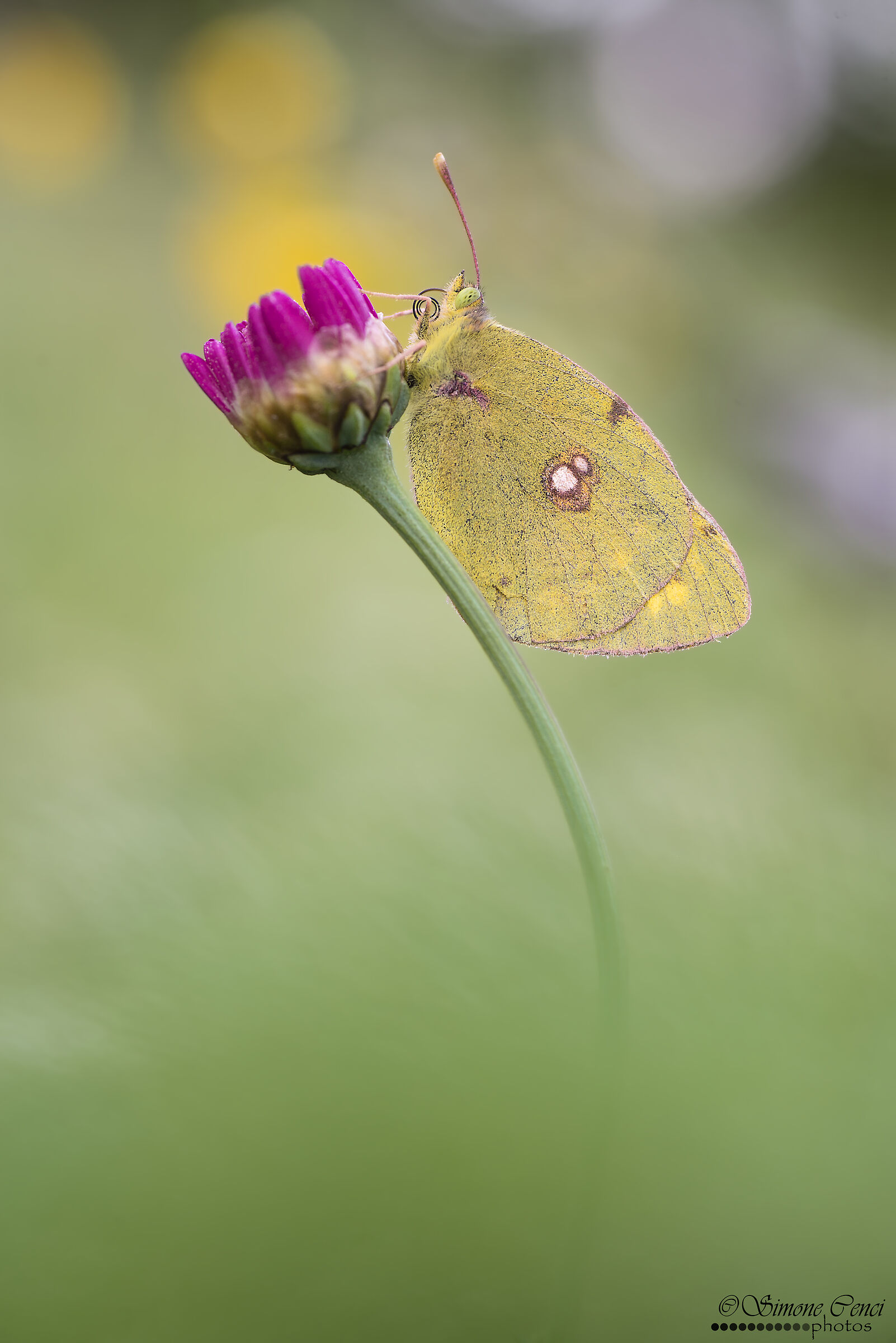 Colias crocea