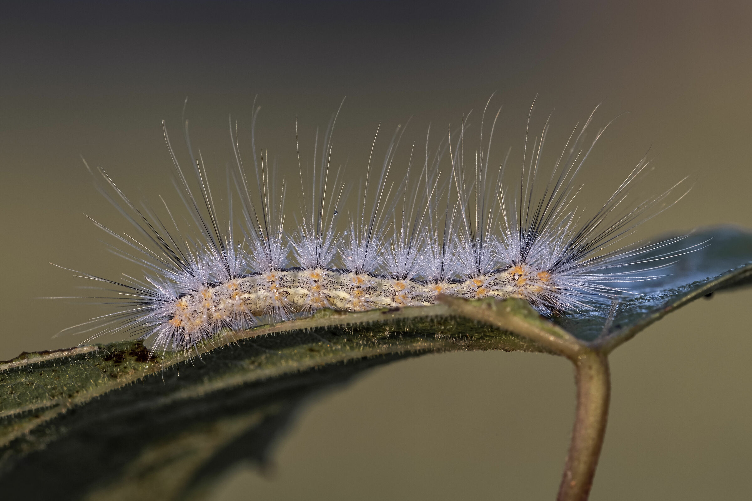 Thaumetopoea processionea