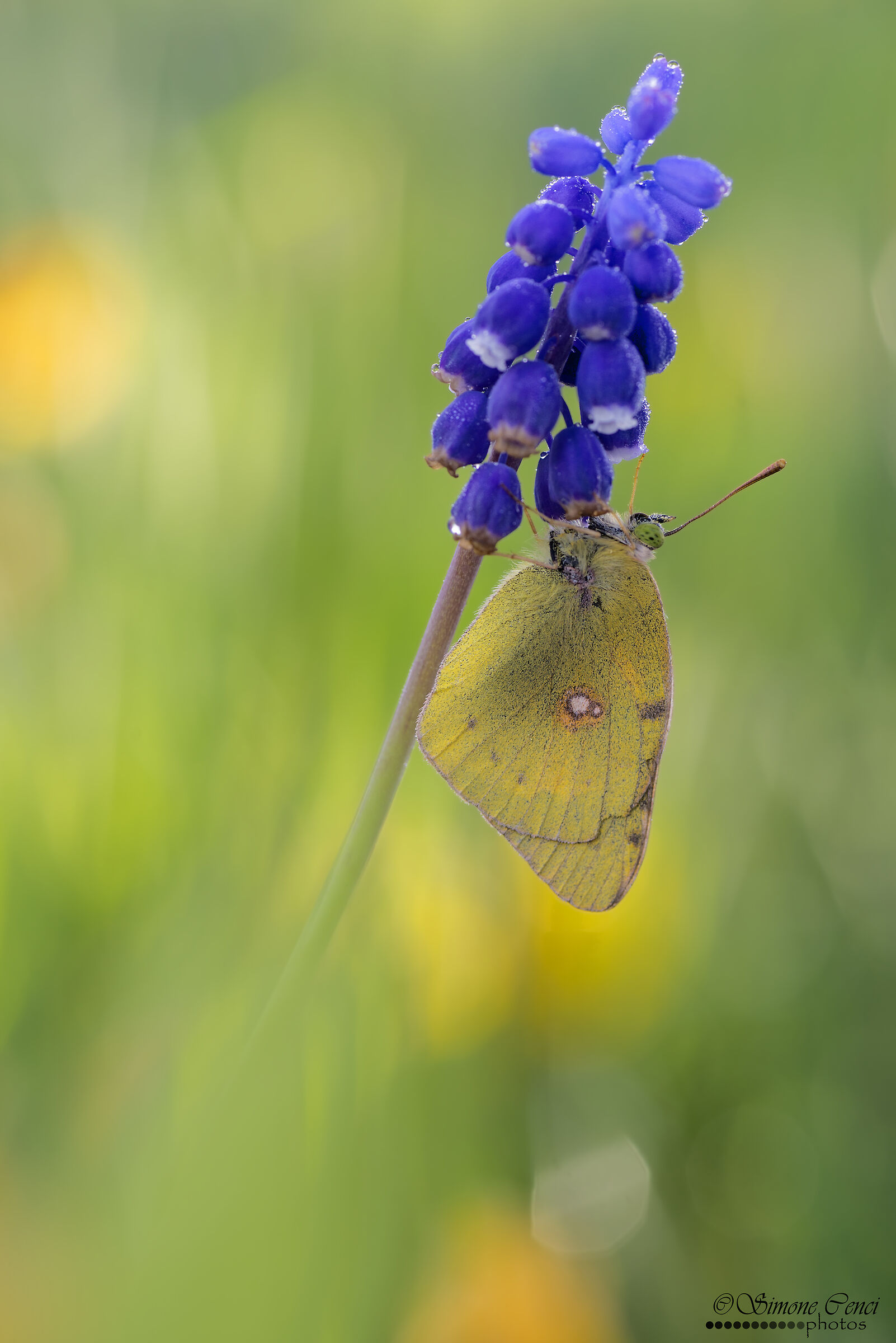 Colias crocea
