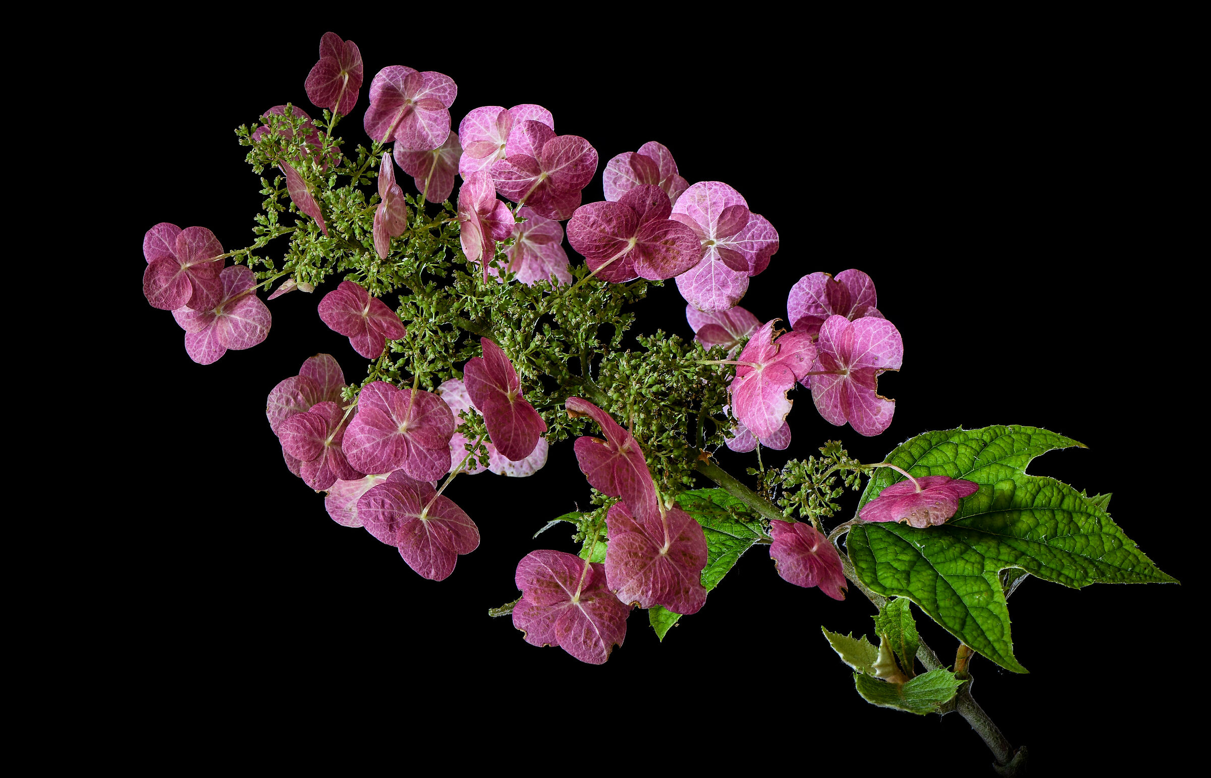 Hidrangea quercifoglia.
