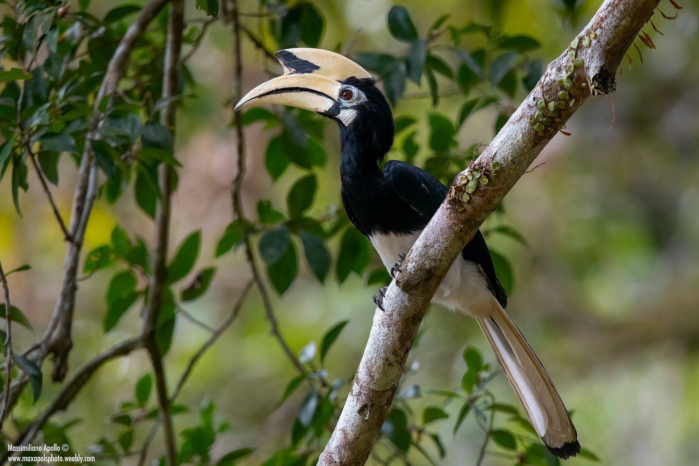 Hornbill...