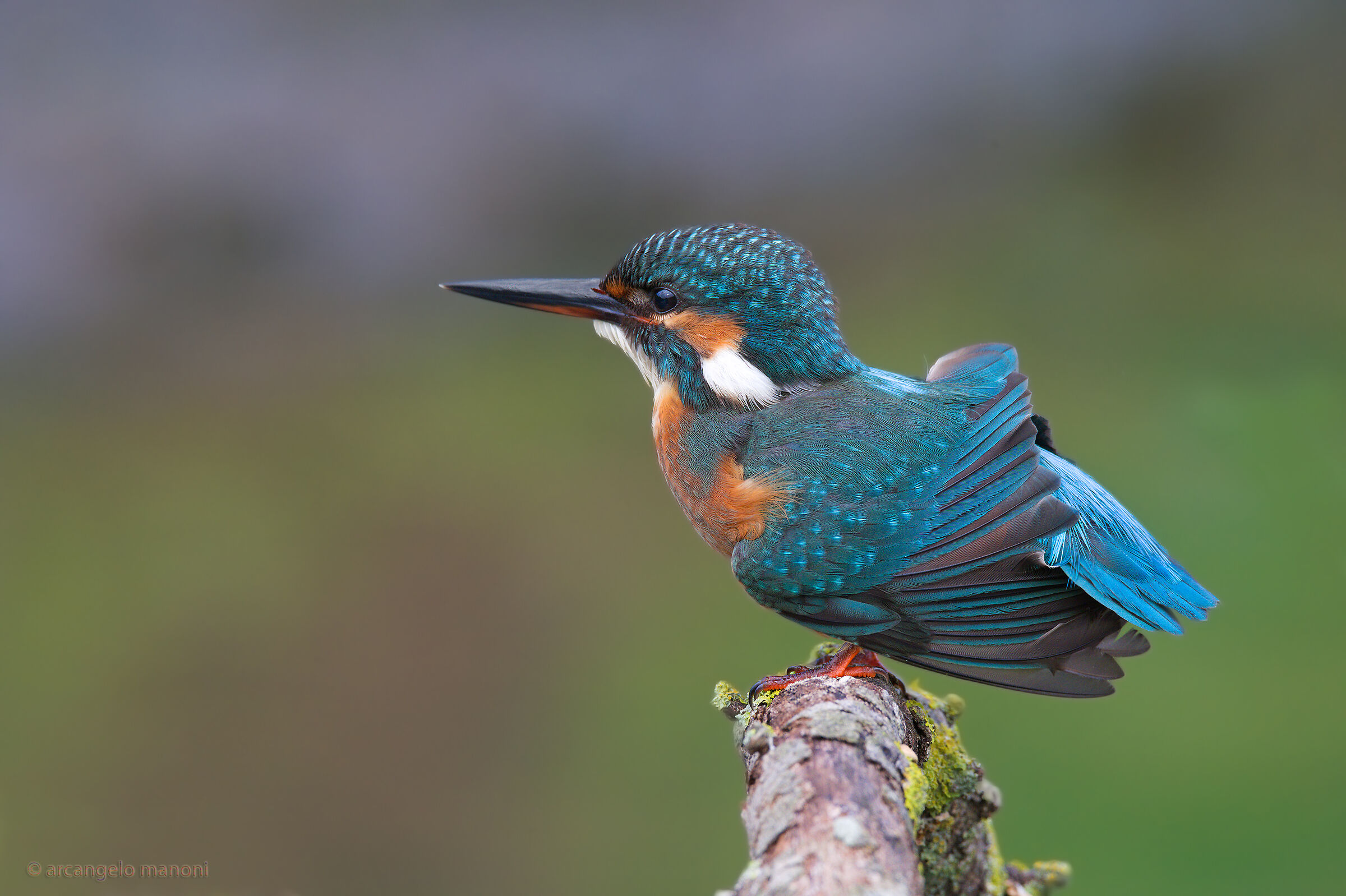 The pens of the martina