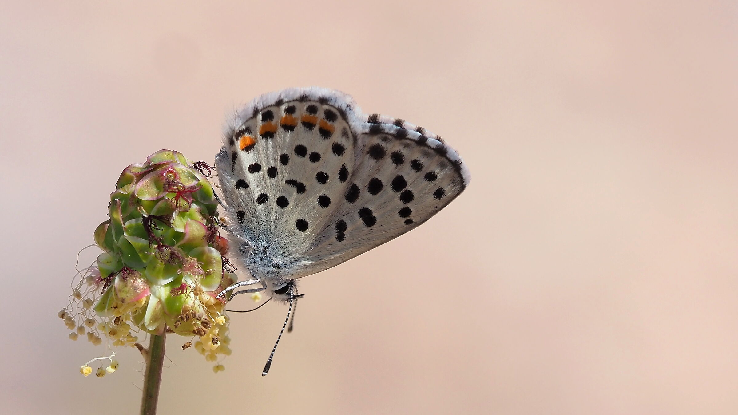 Pseudophilotes baton