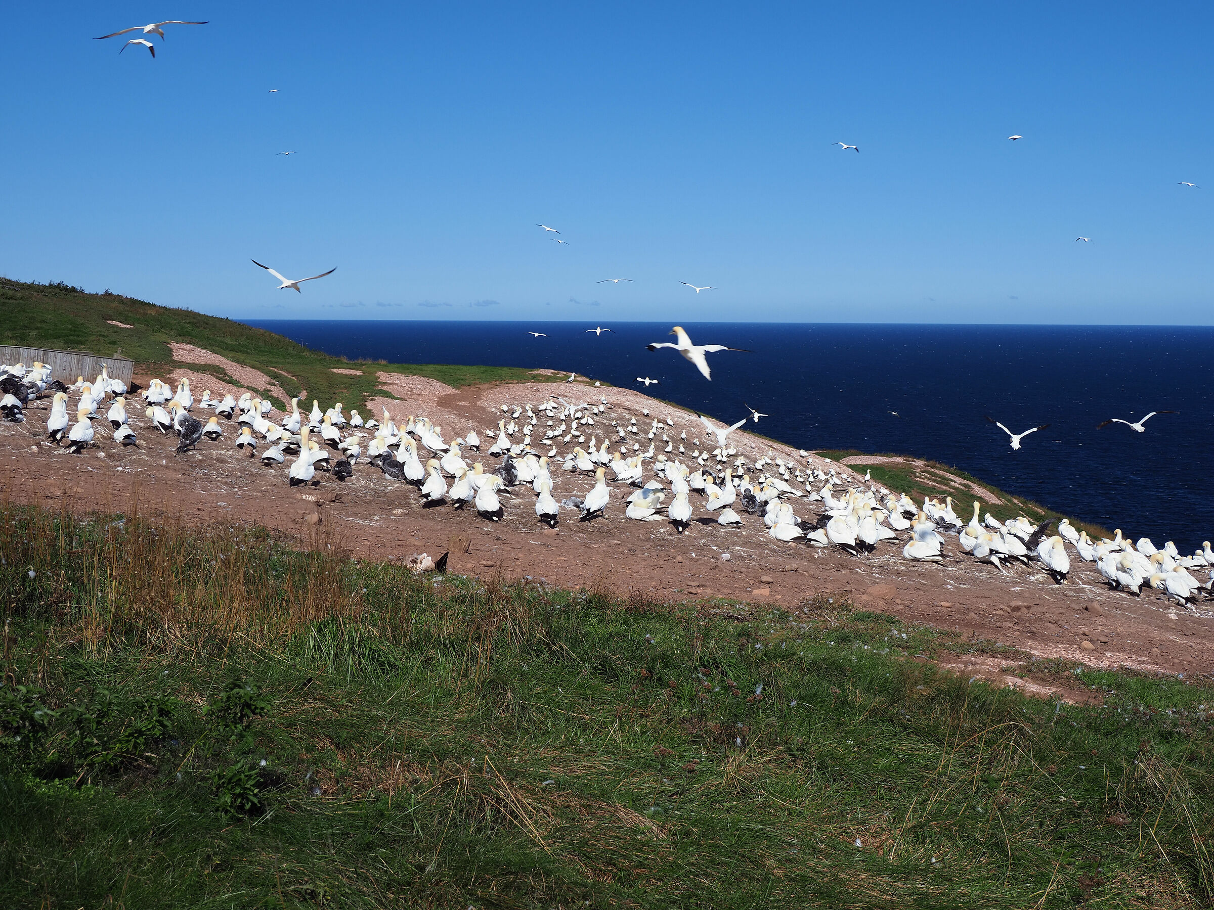 Quebec, Ile Bonaventure