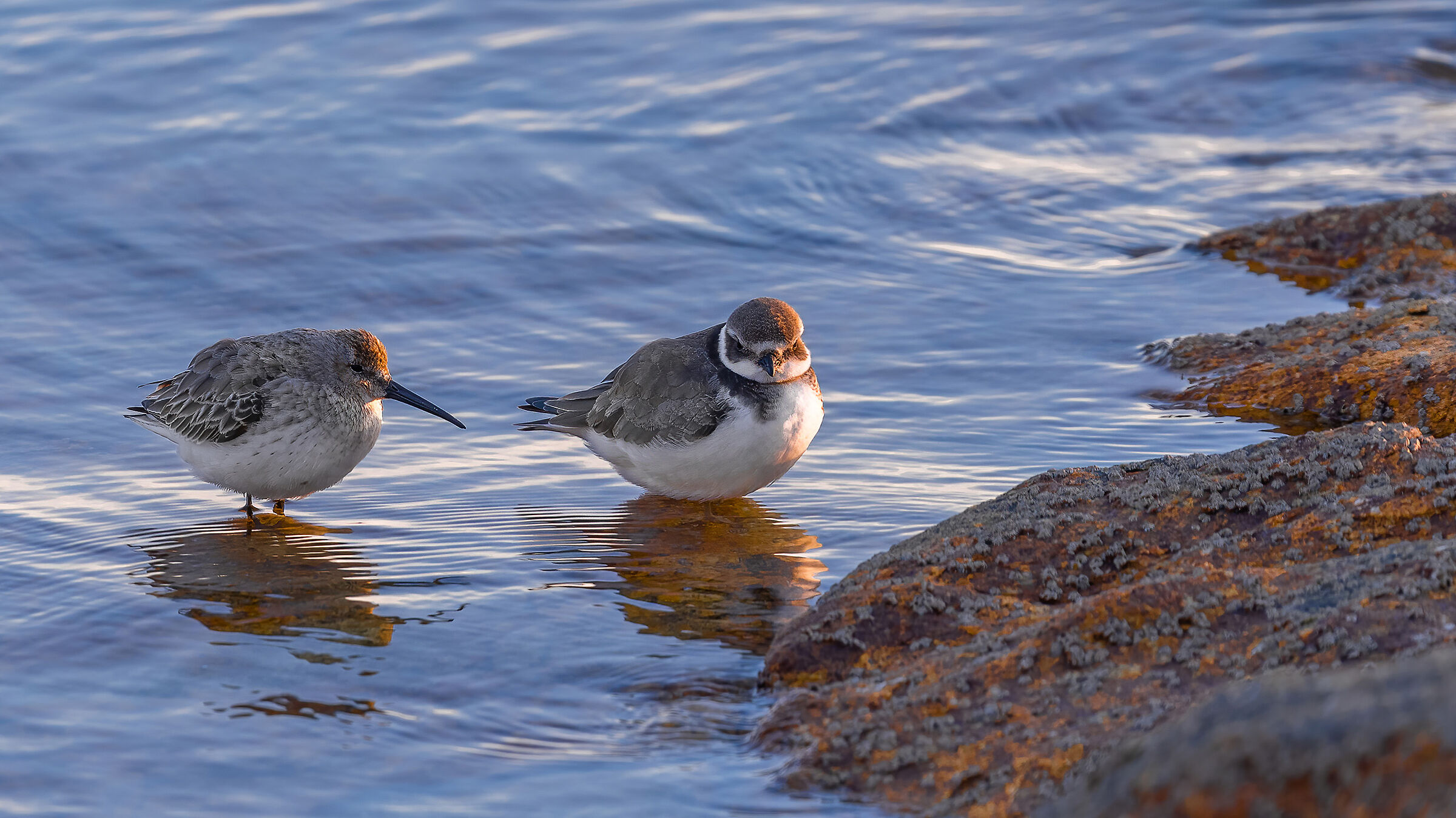 Due amici. Un provler e un sandpiper tridattilo