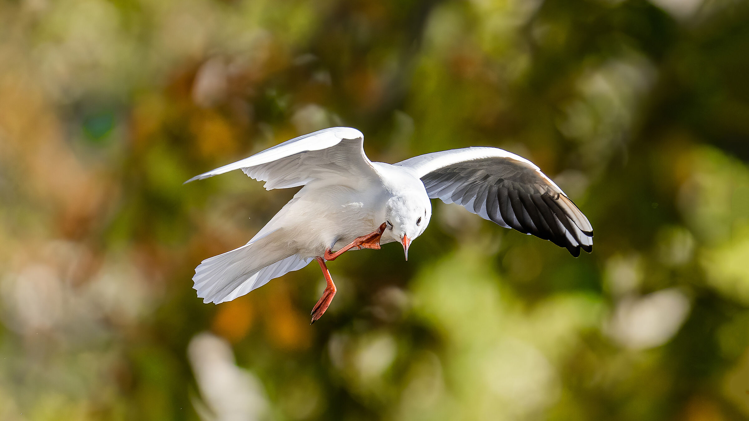 Ridere gabbiano prurito in volo