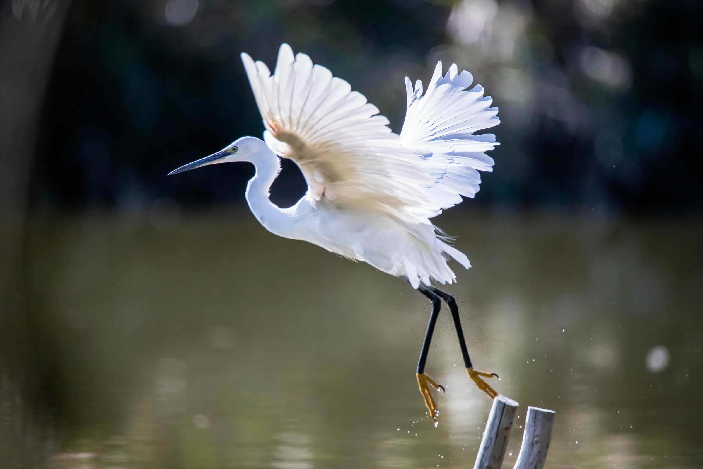 Garzetta on take-off