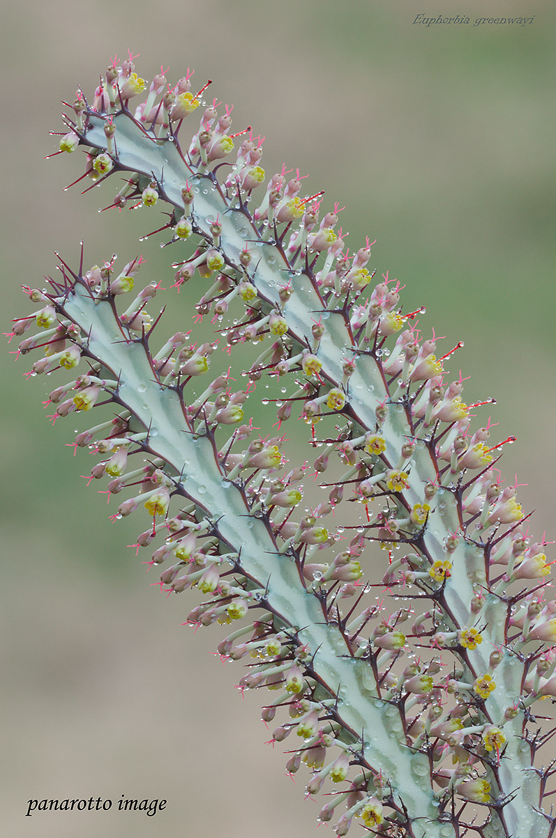 Euphorbia greenwayi - Tanzania