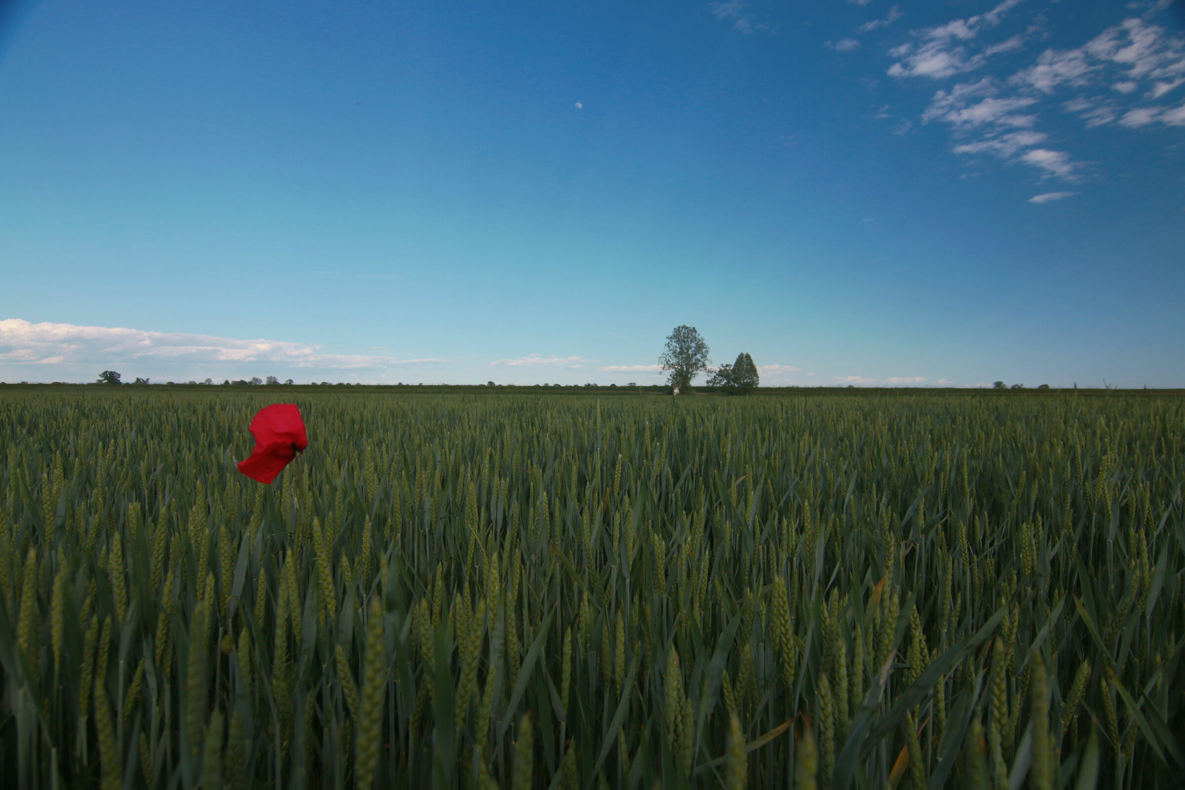 meglio soli che ....