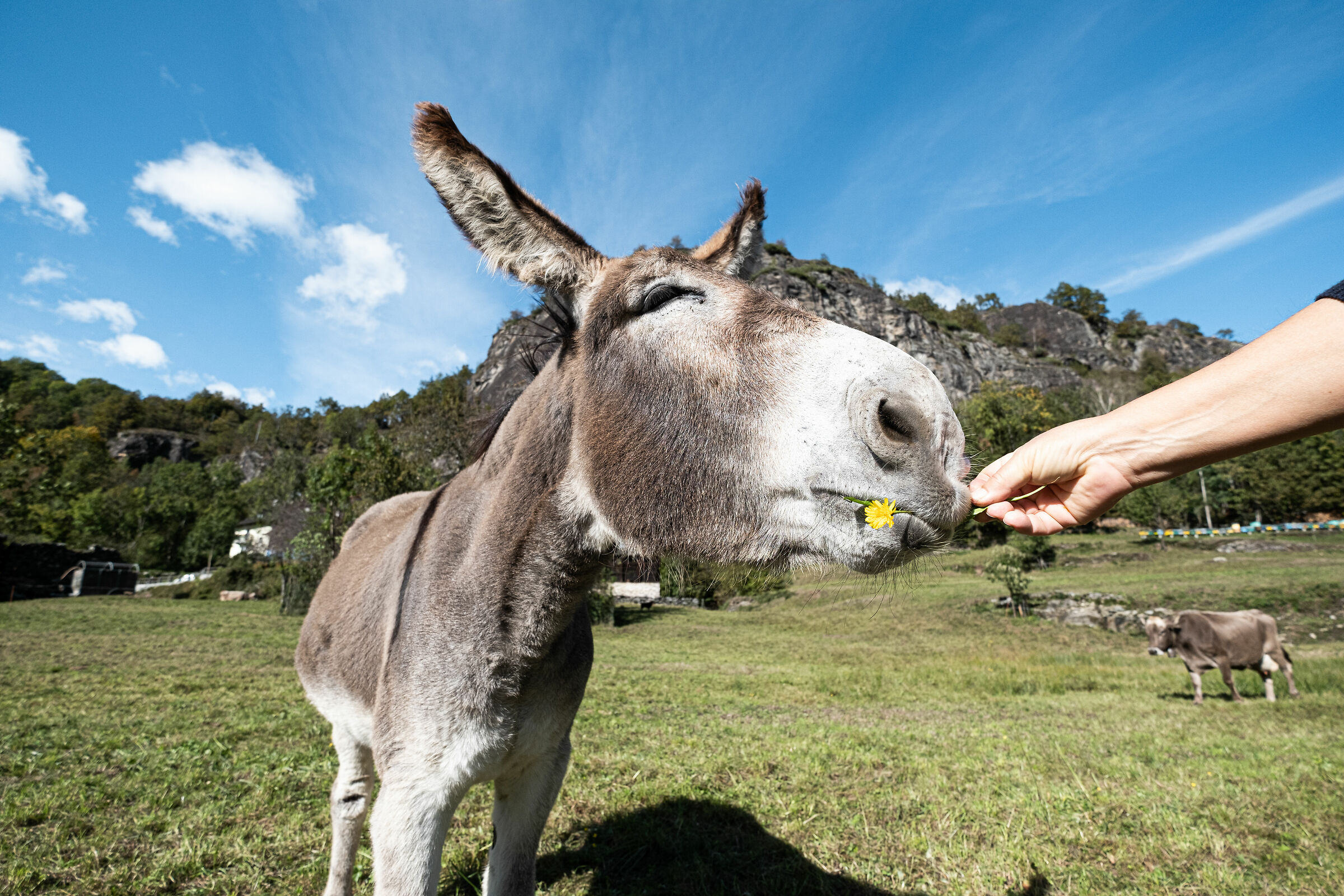 conquistato con un fiore