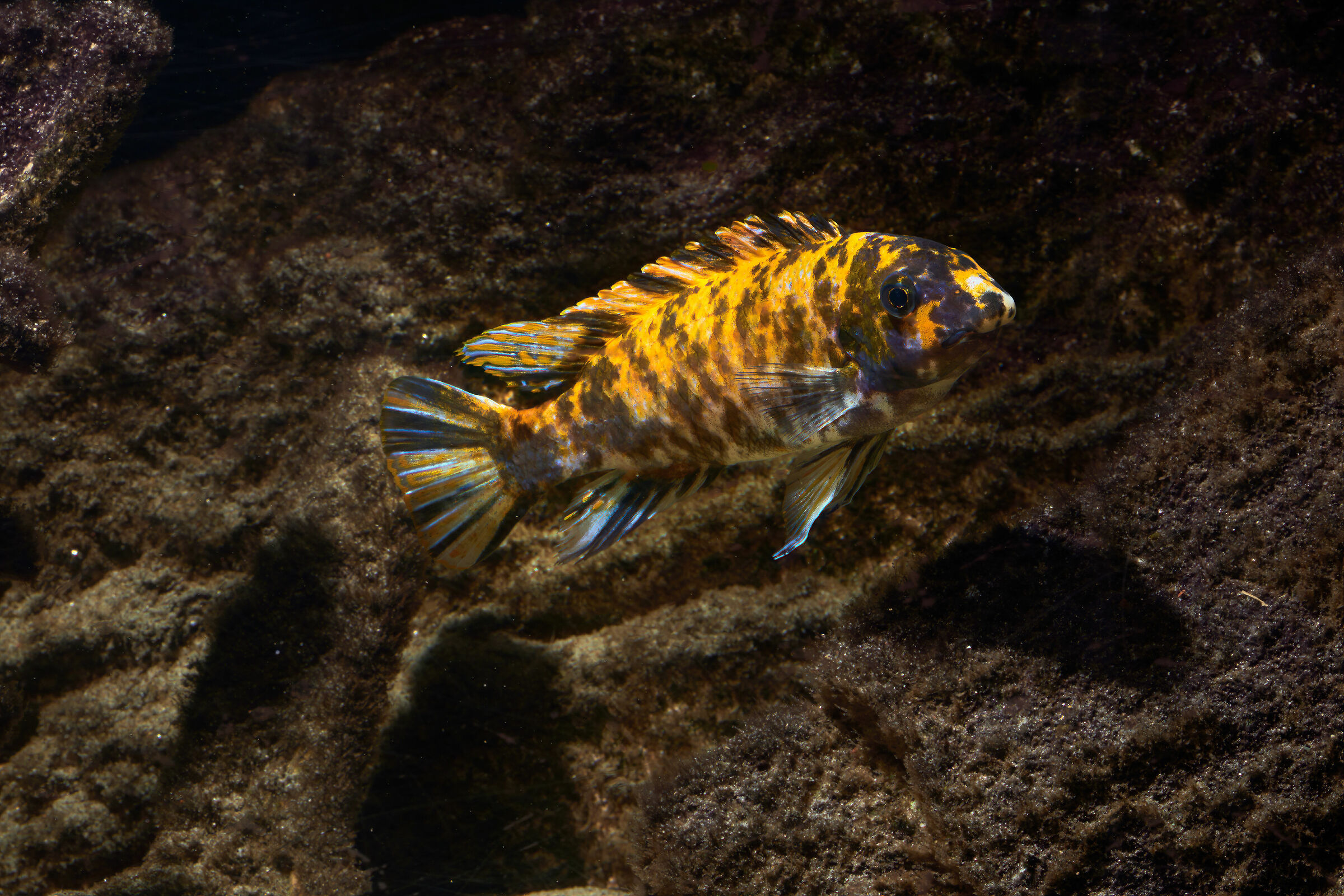 Labeotropheus Trawavase OB