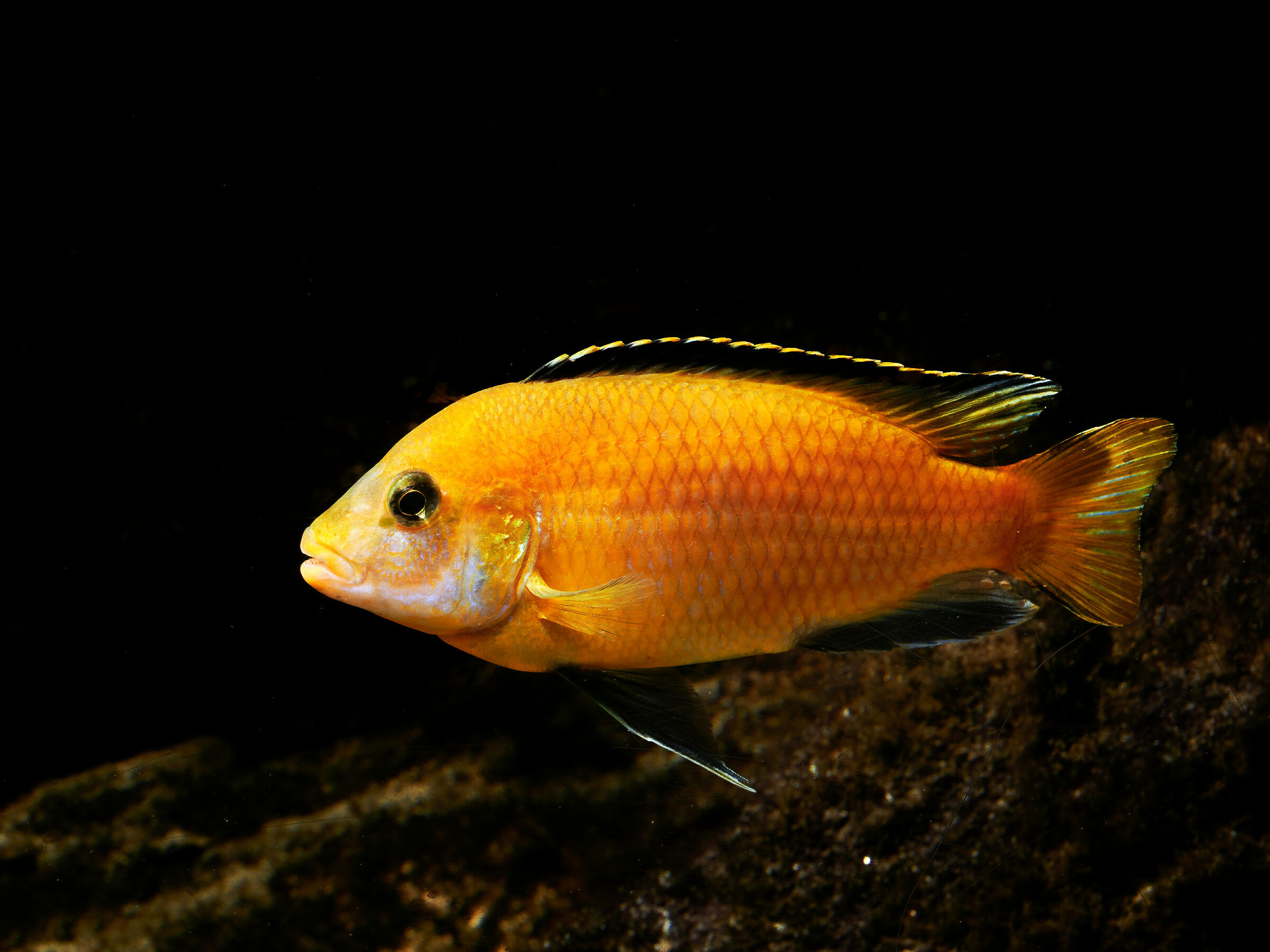 Labidochromis Caeruleus