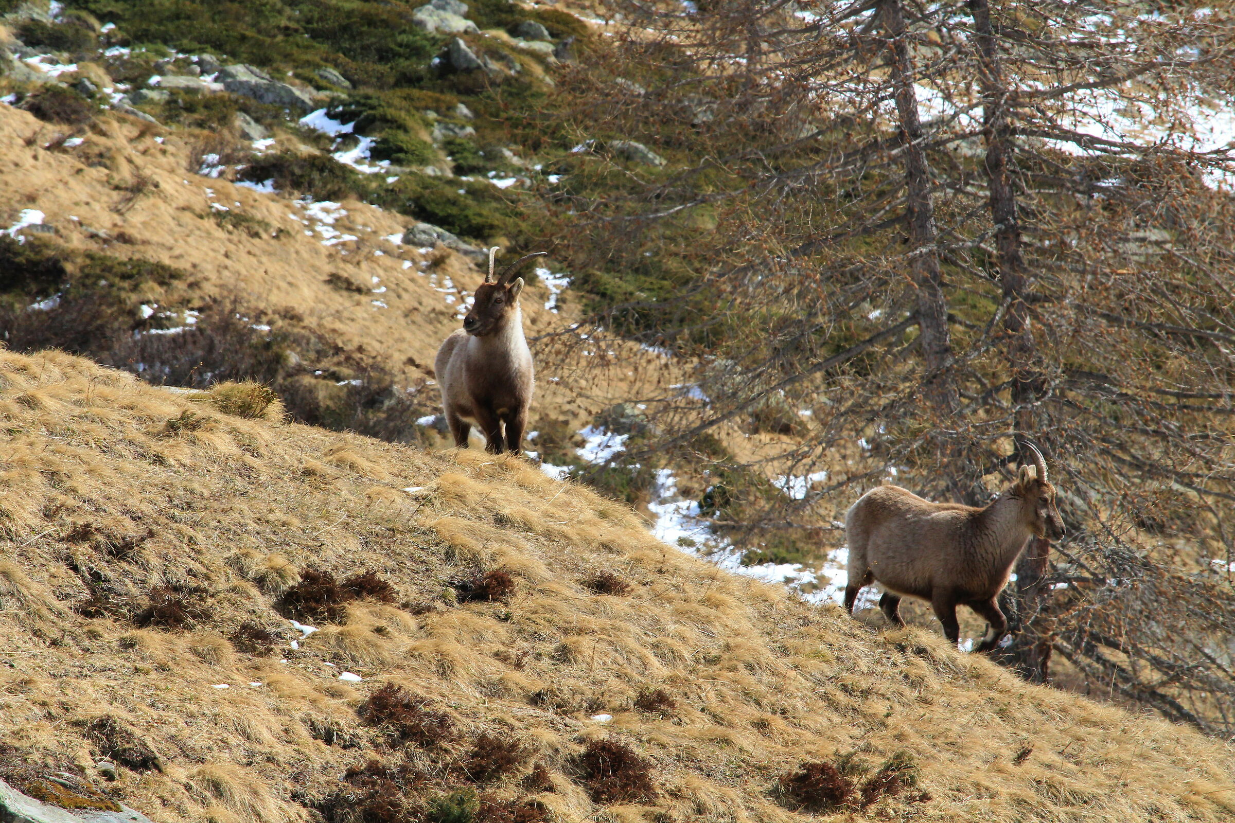 Stambecco delle Alpi
