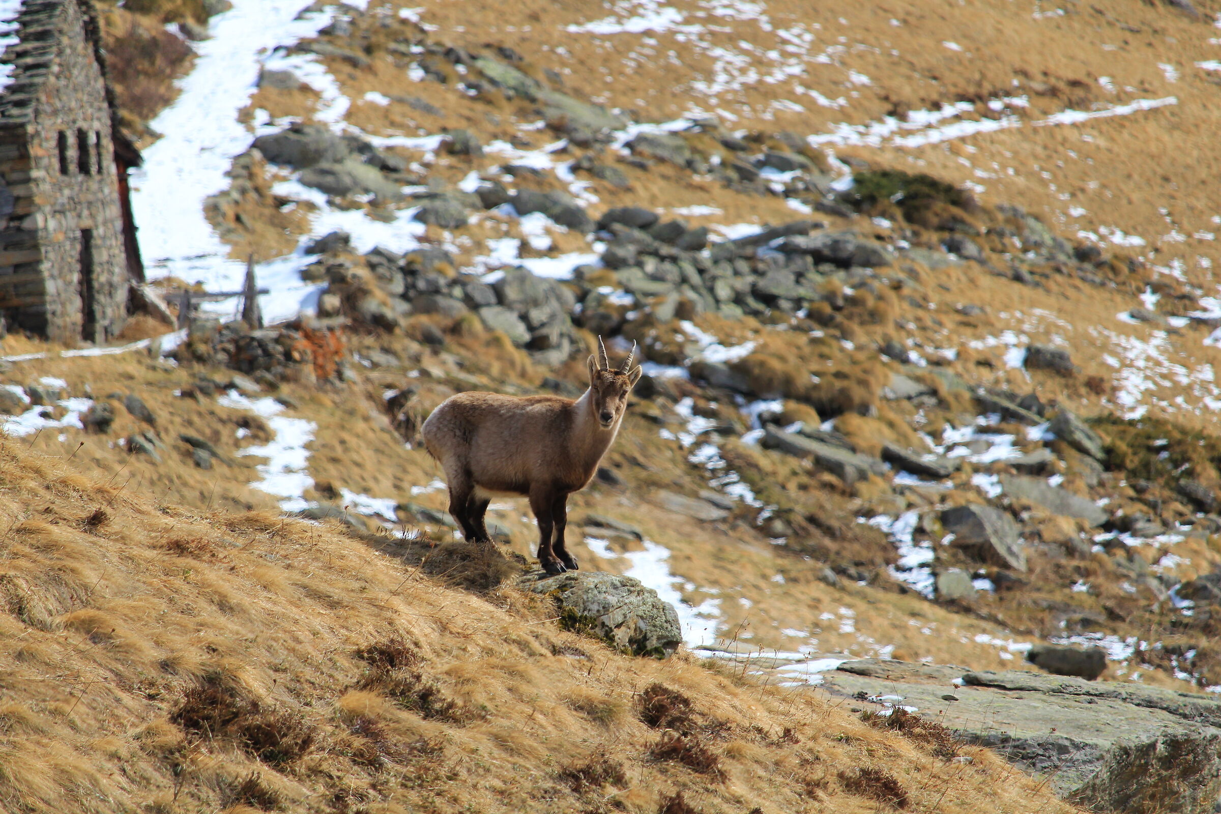 Stambecco delle Alpi