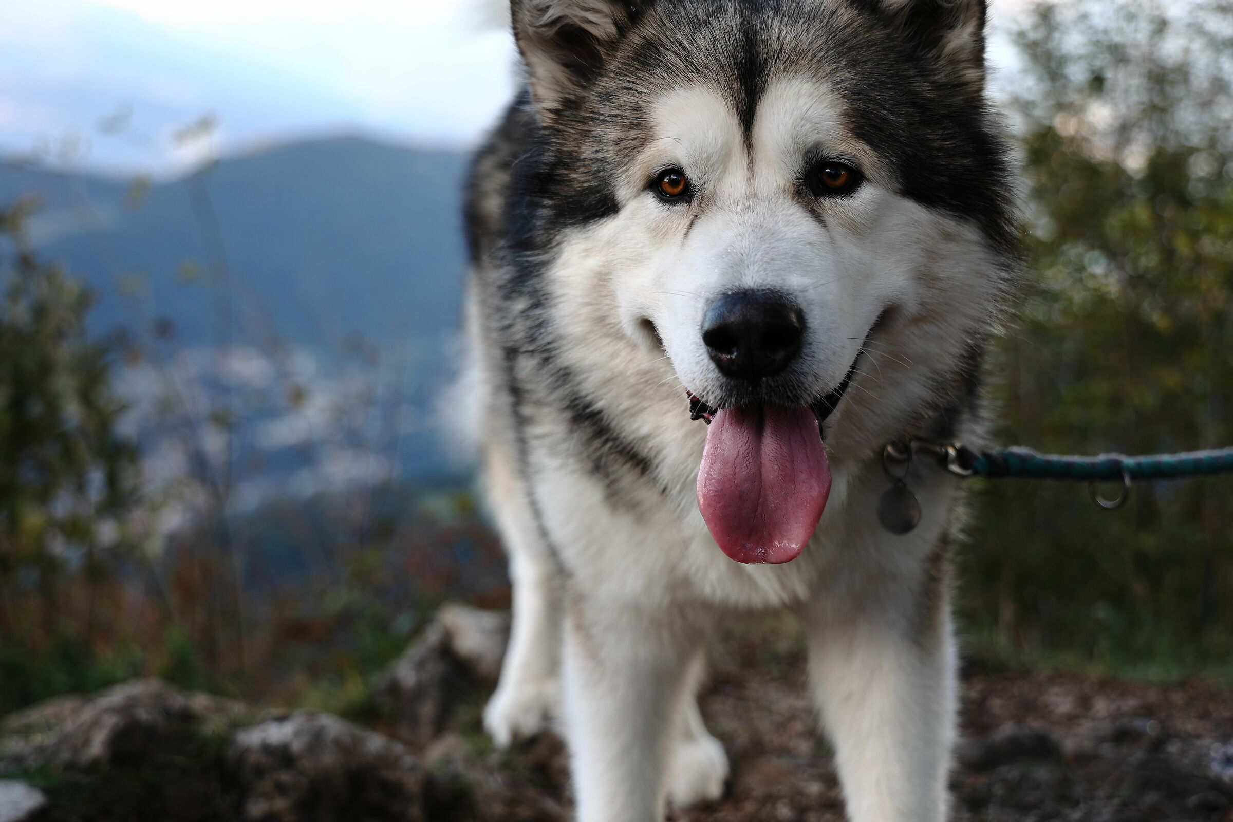 Prova EOS R6 Animal Eye AF