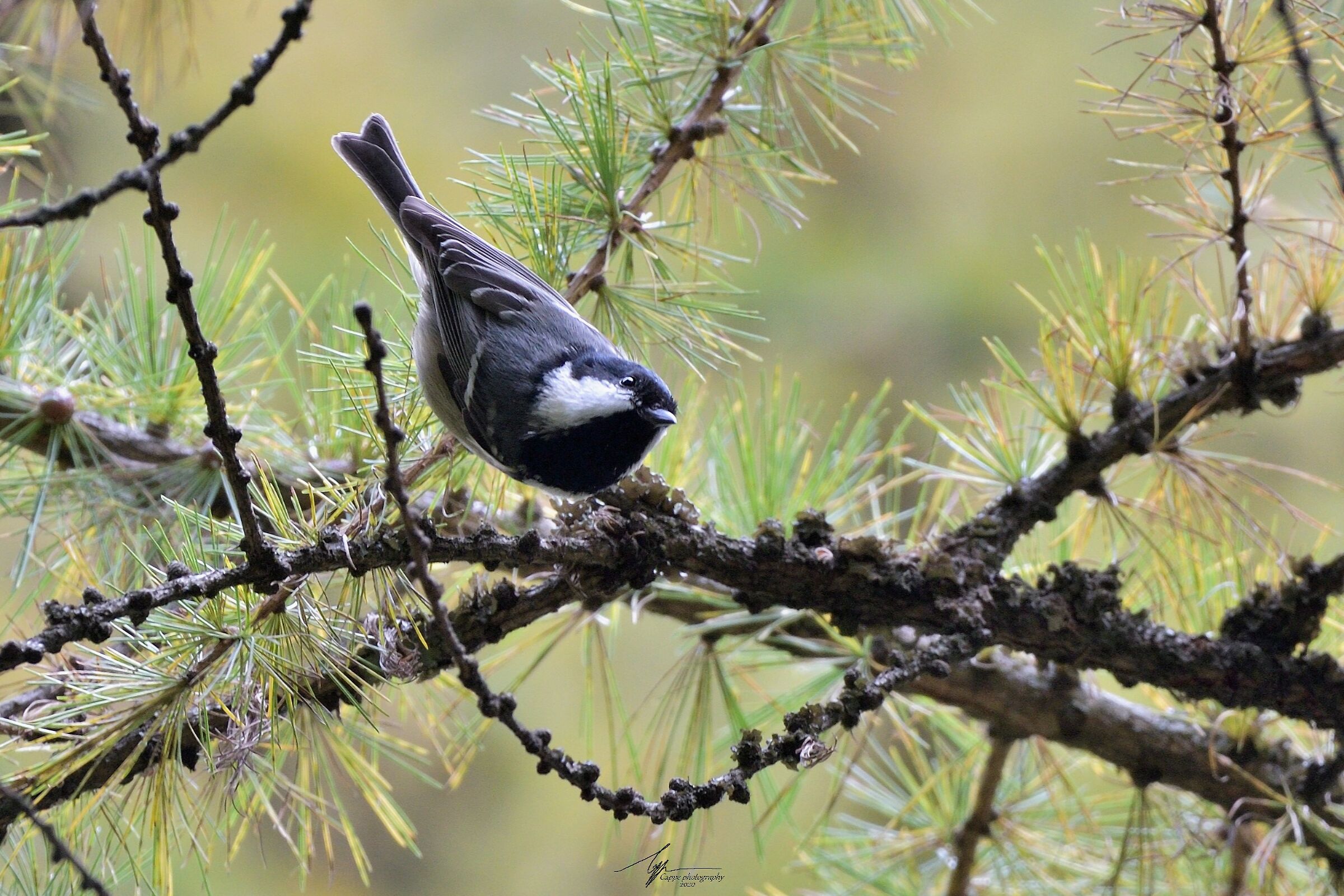 Periparus Ater (Cincia Mora - L.)
