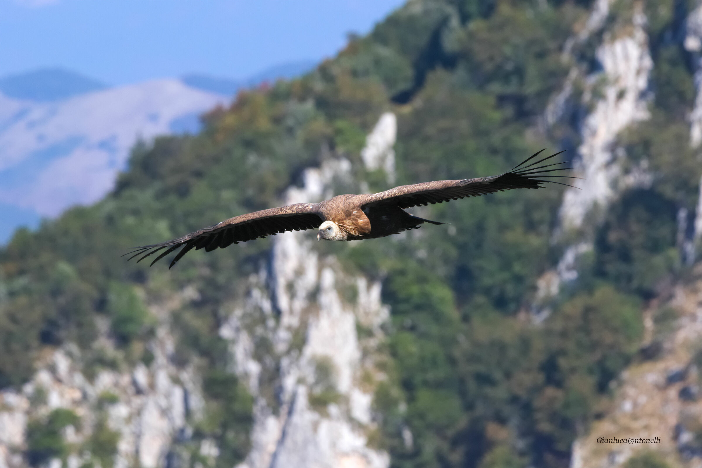Griffin