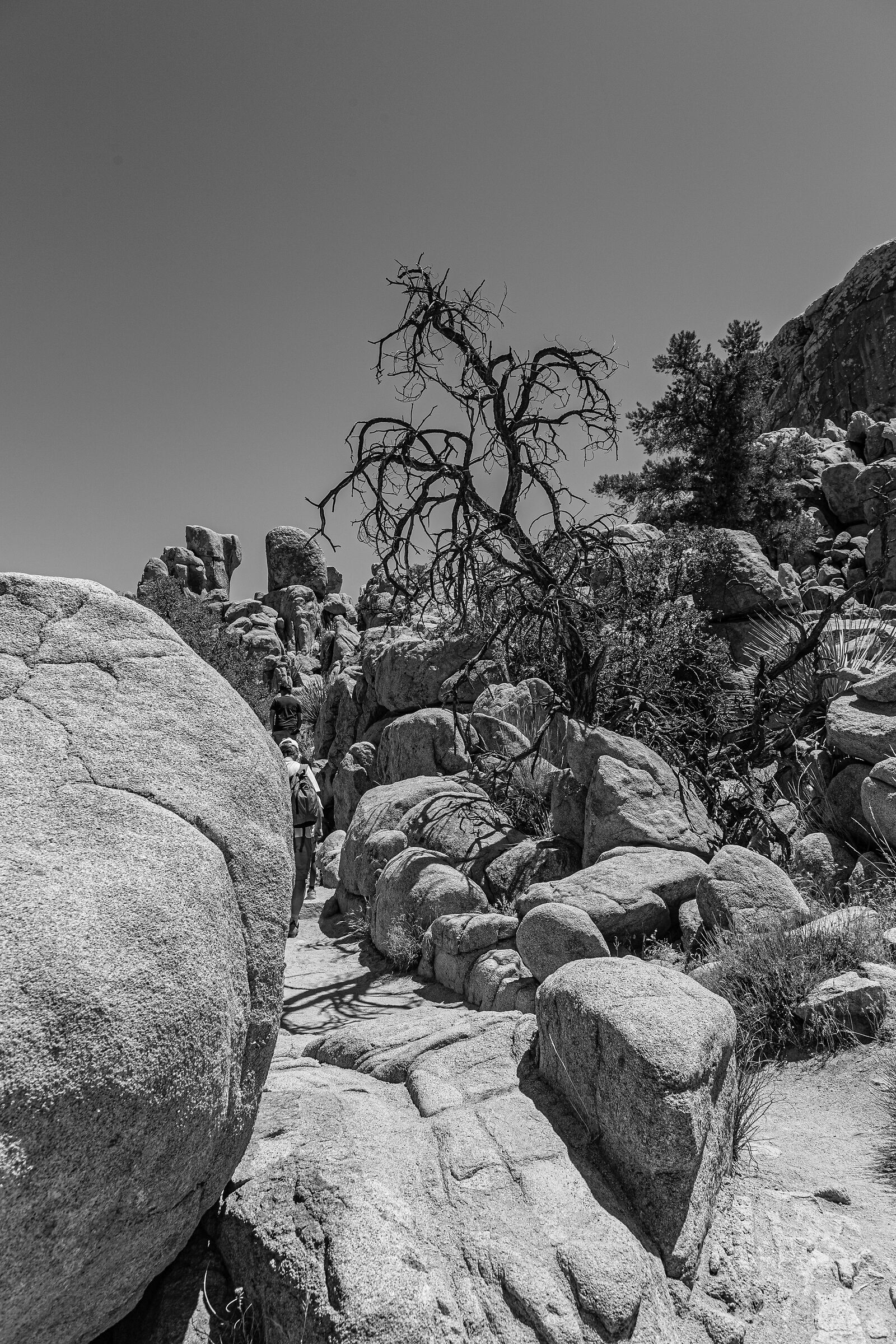 Stati Uniti 2019 - Joshua Tree n.p. - California