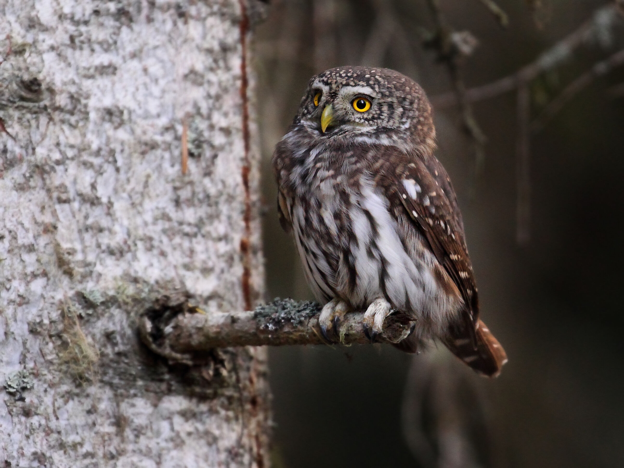 Back from the shelter.