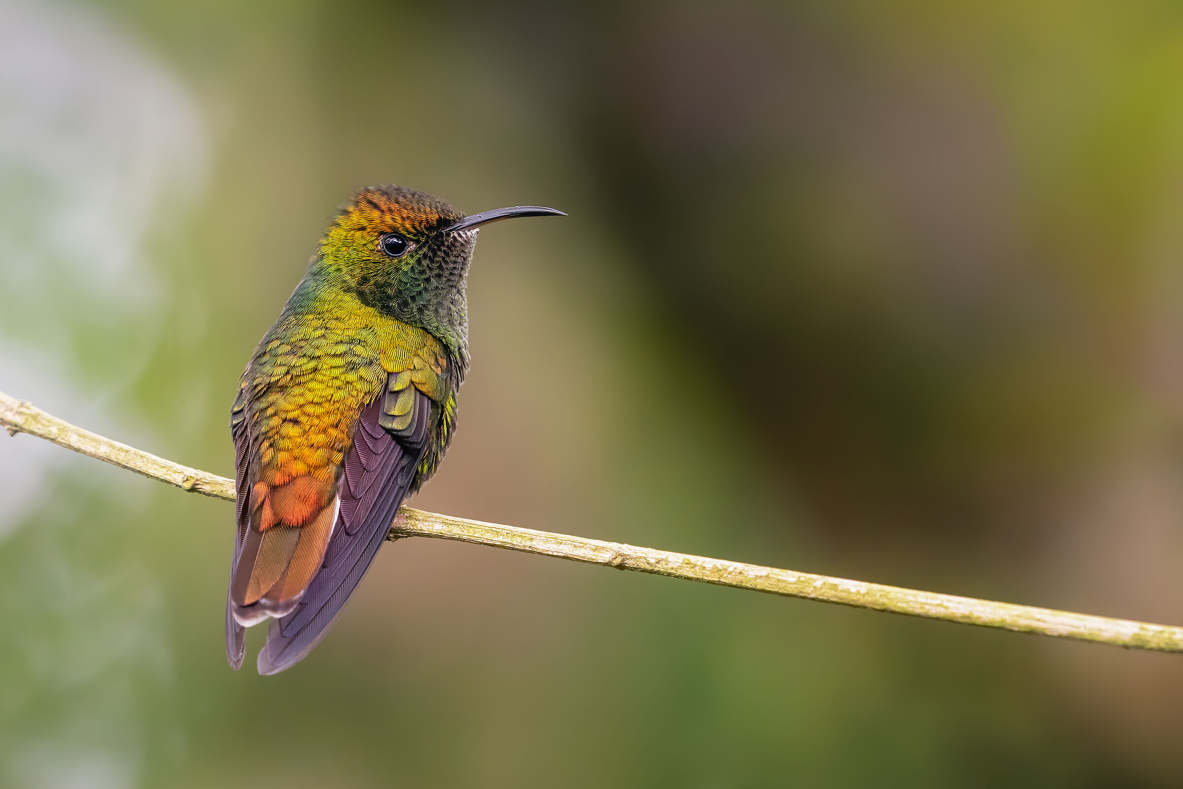 Nature in multicolor