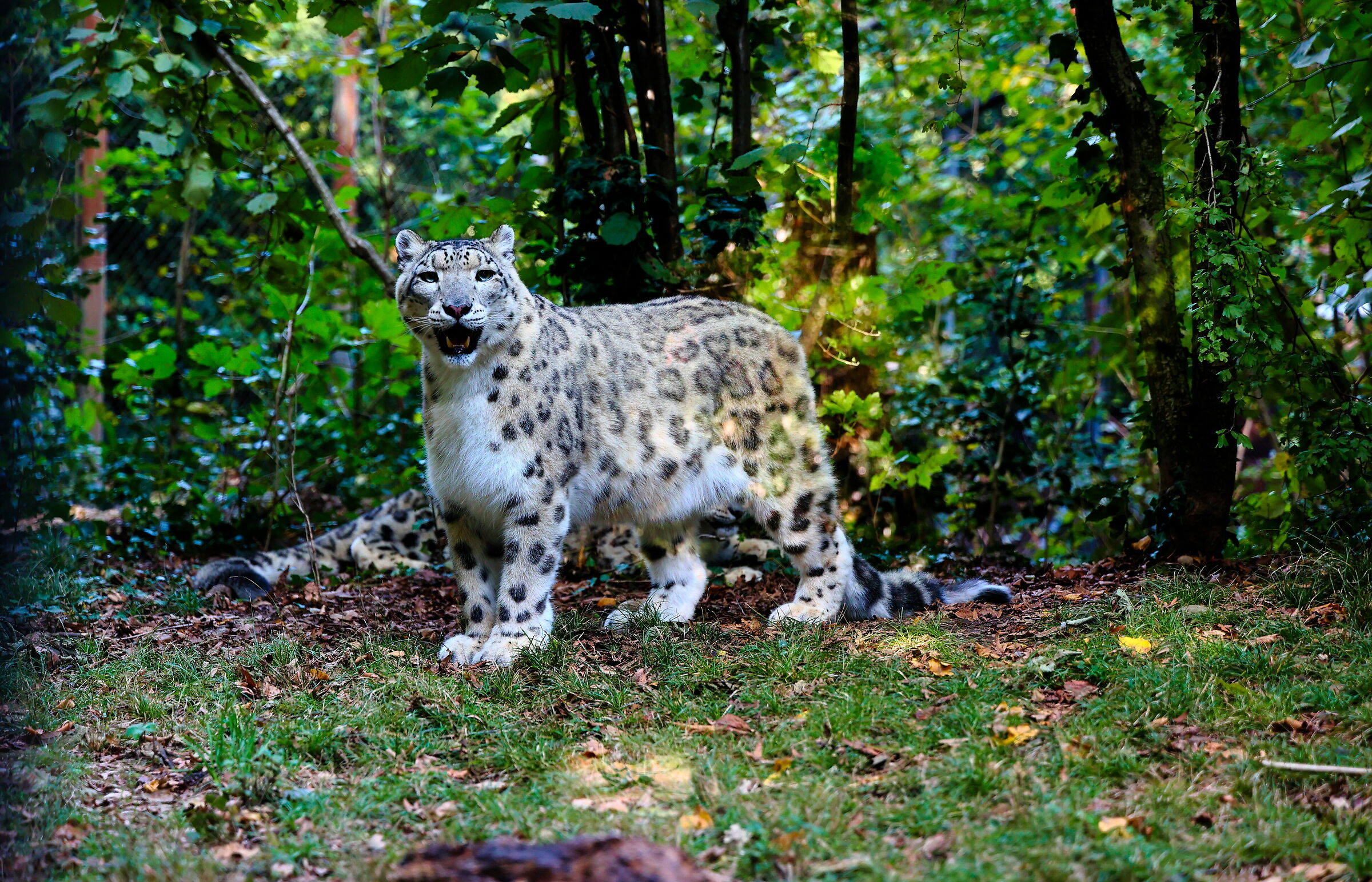 Leopardo delle nevi