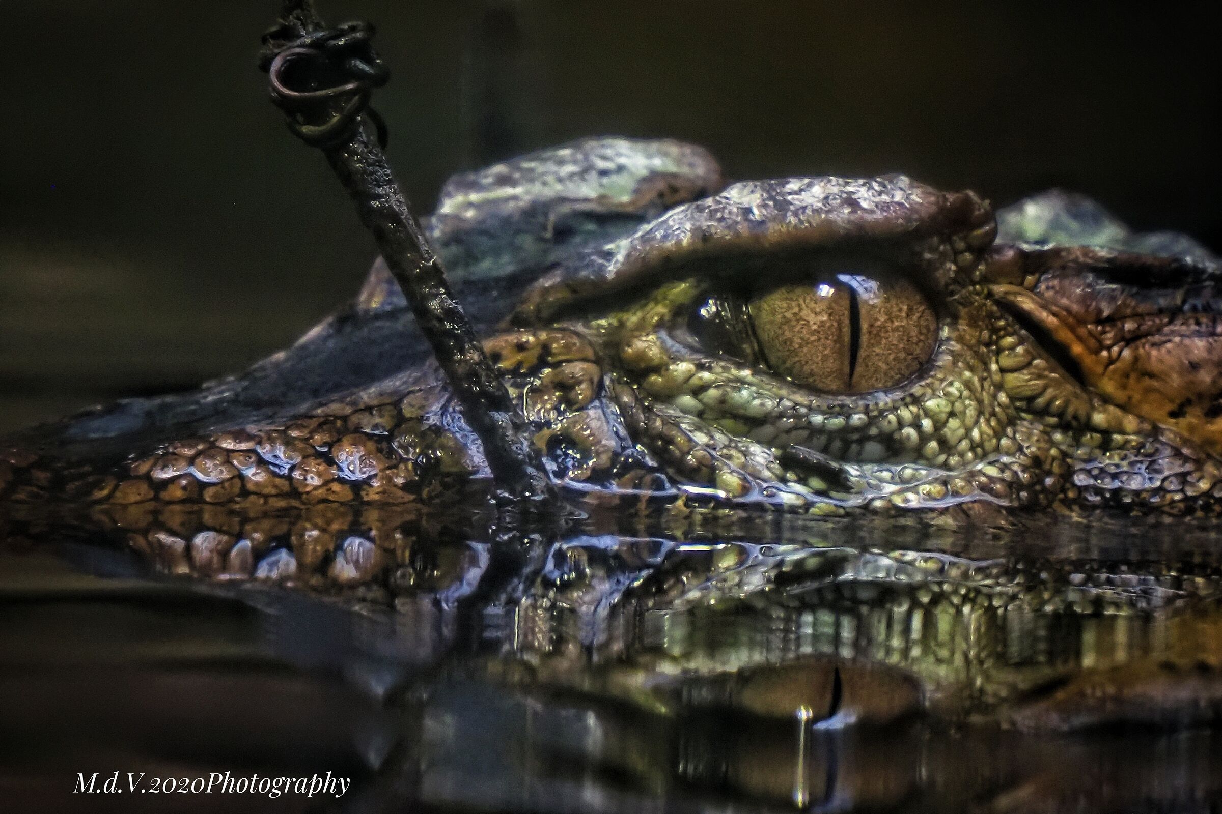 Caiman