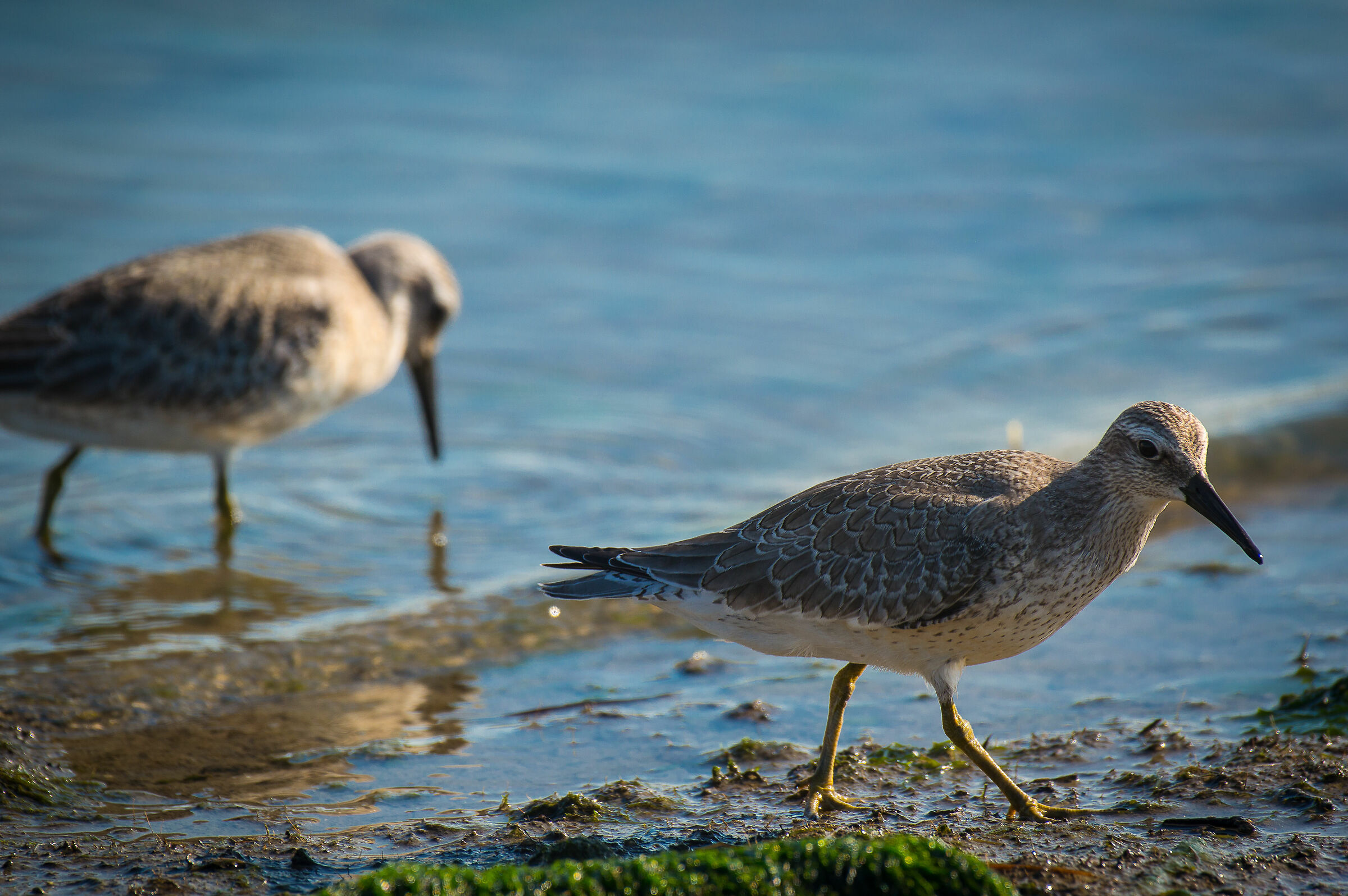 Piovanello Maggiore Livorno