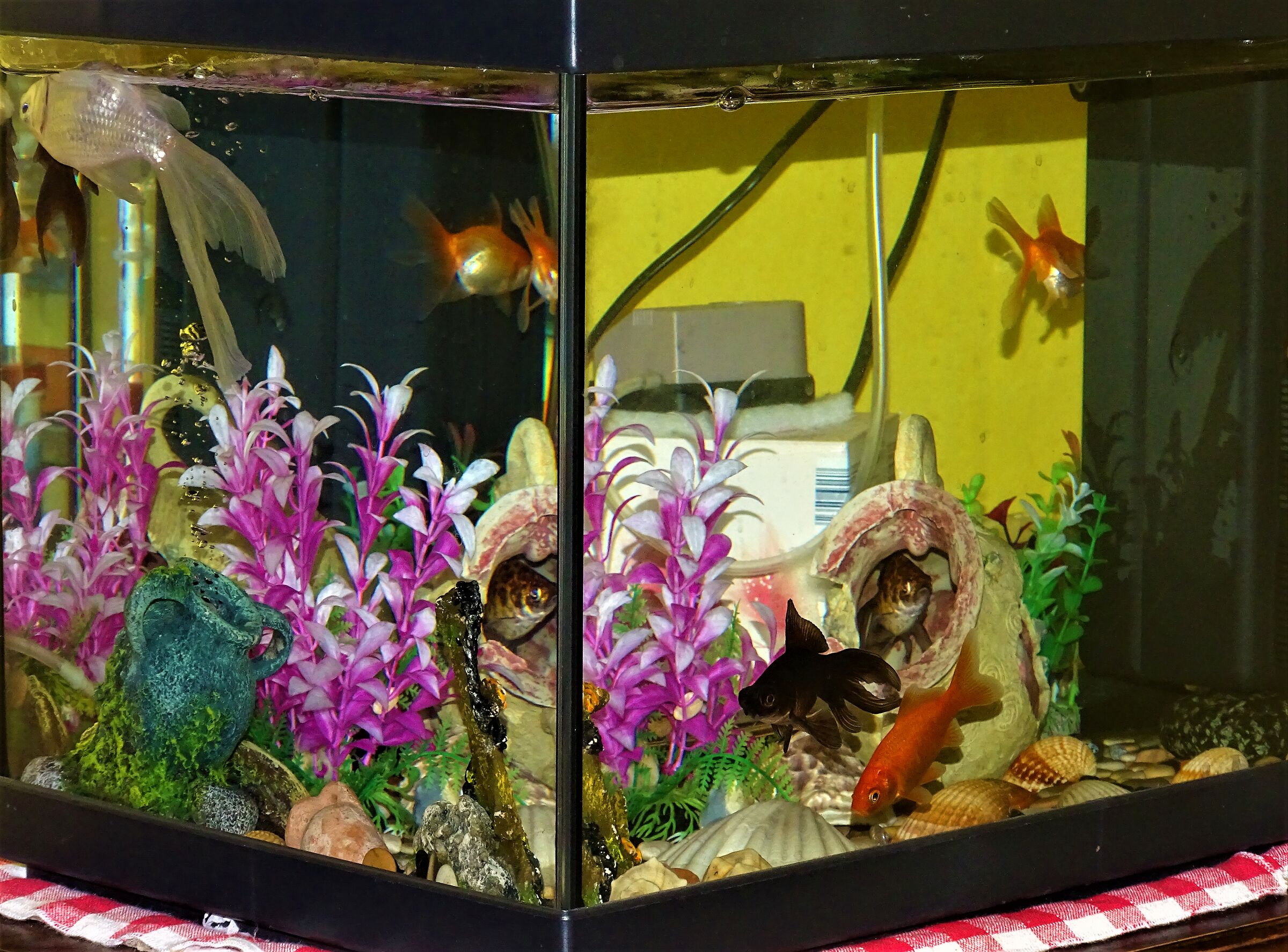 trova il pesce pagliaccio..