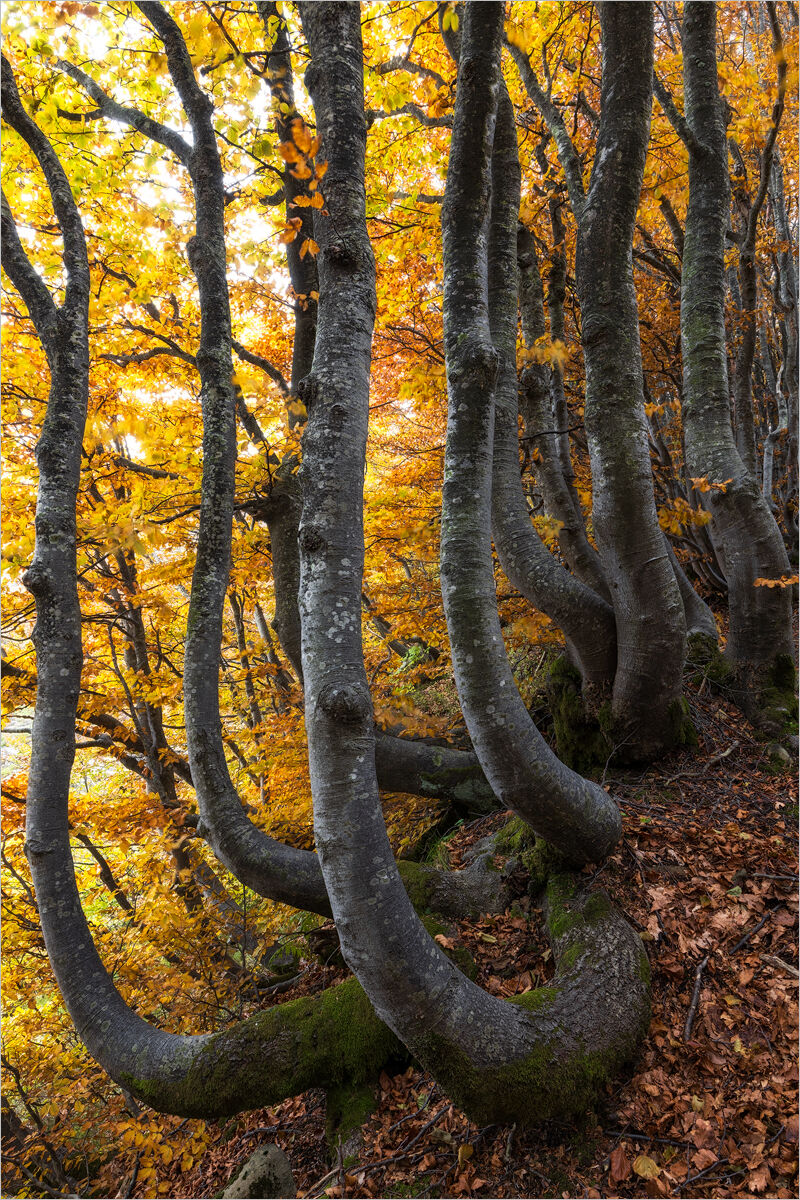 Mesmerized Beech Trees