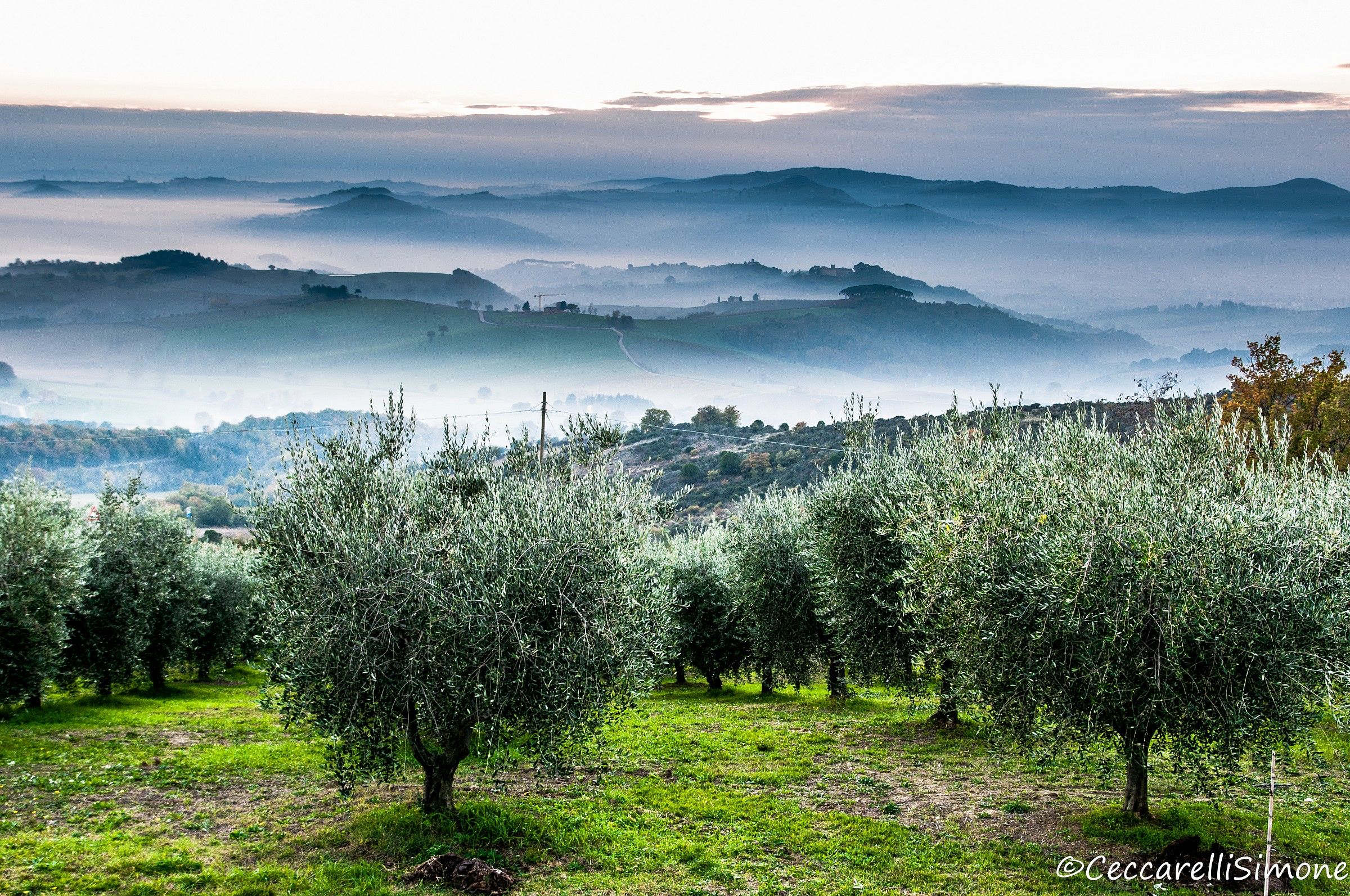 olive trees and fog