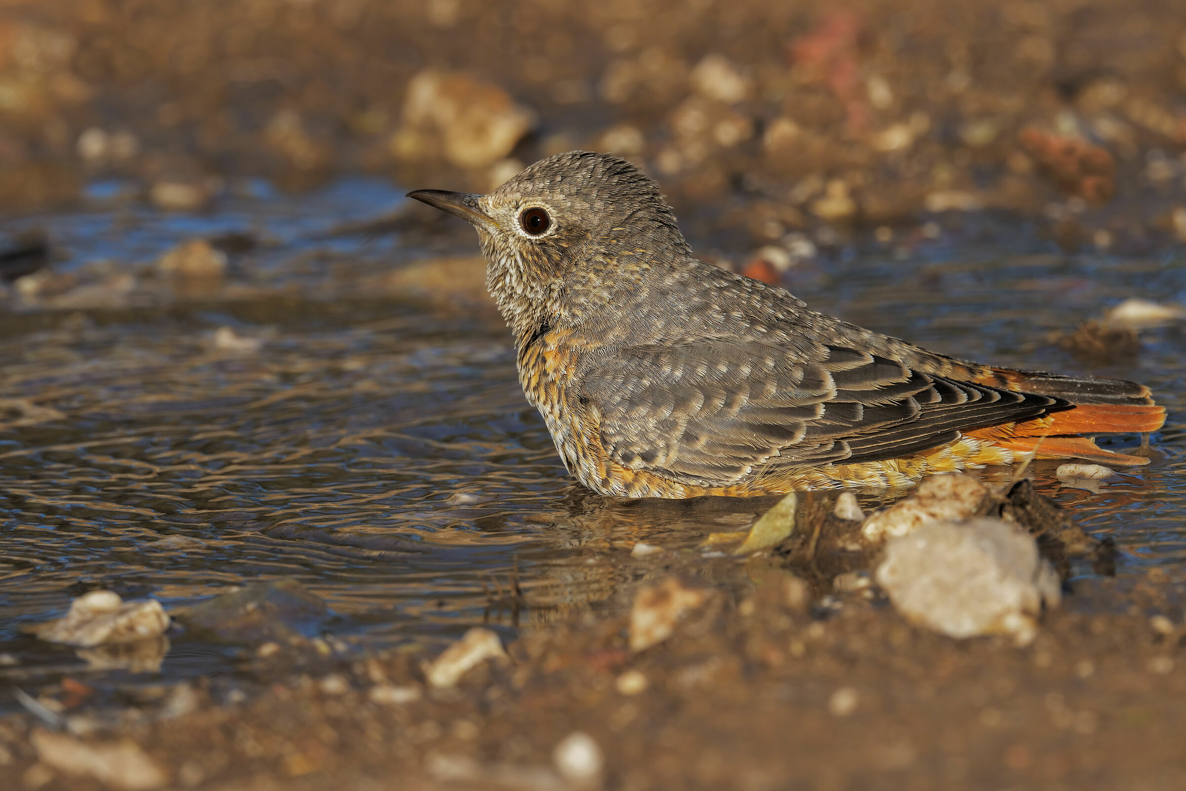 Codirossone (Monticola saxatilis)