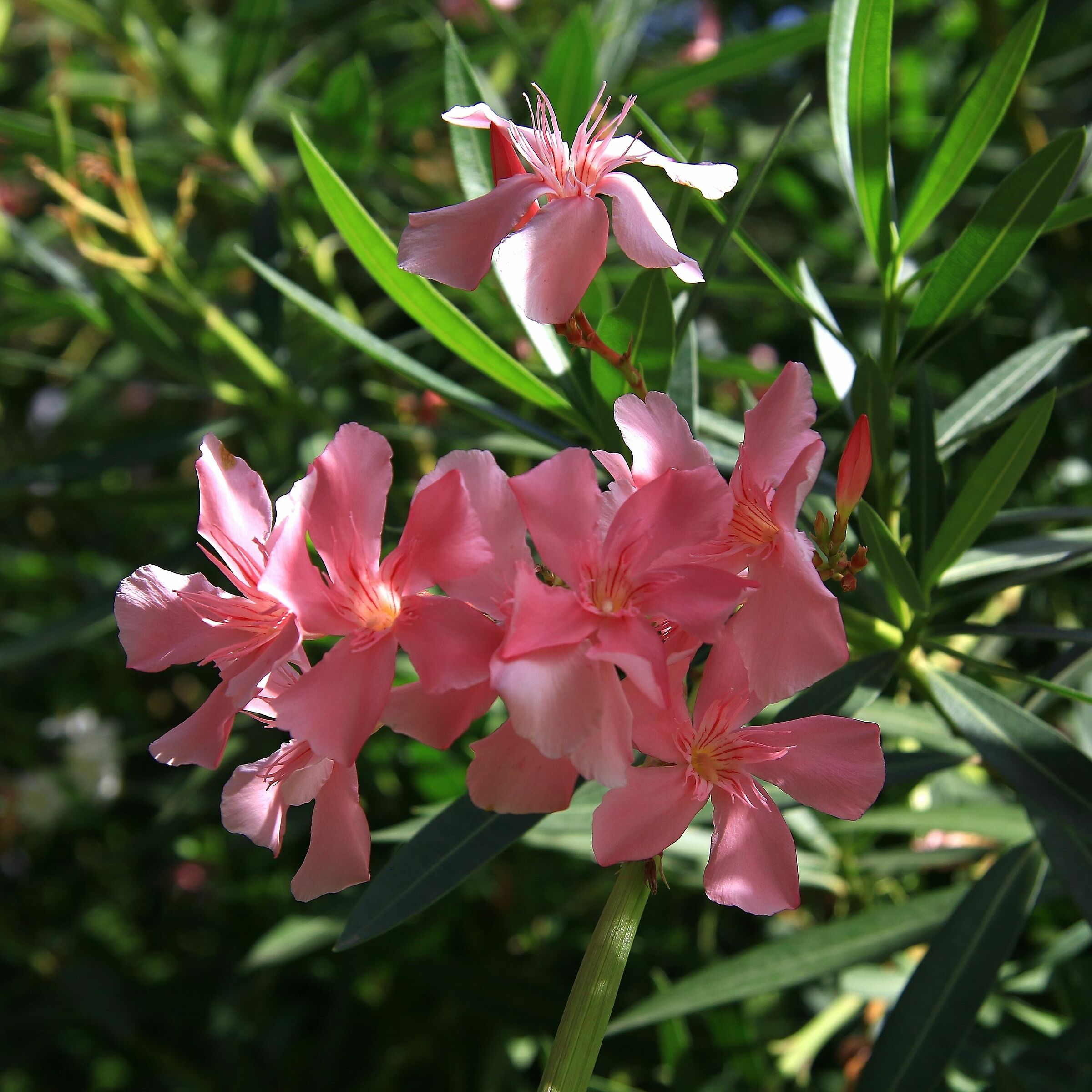 fiori di Oleandro (Nerium oleander)
