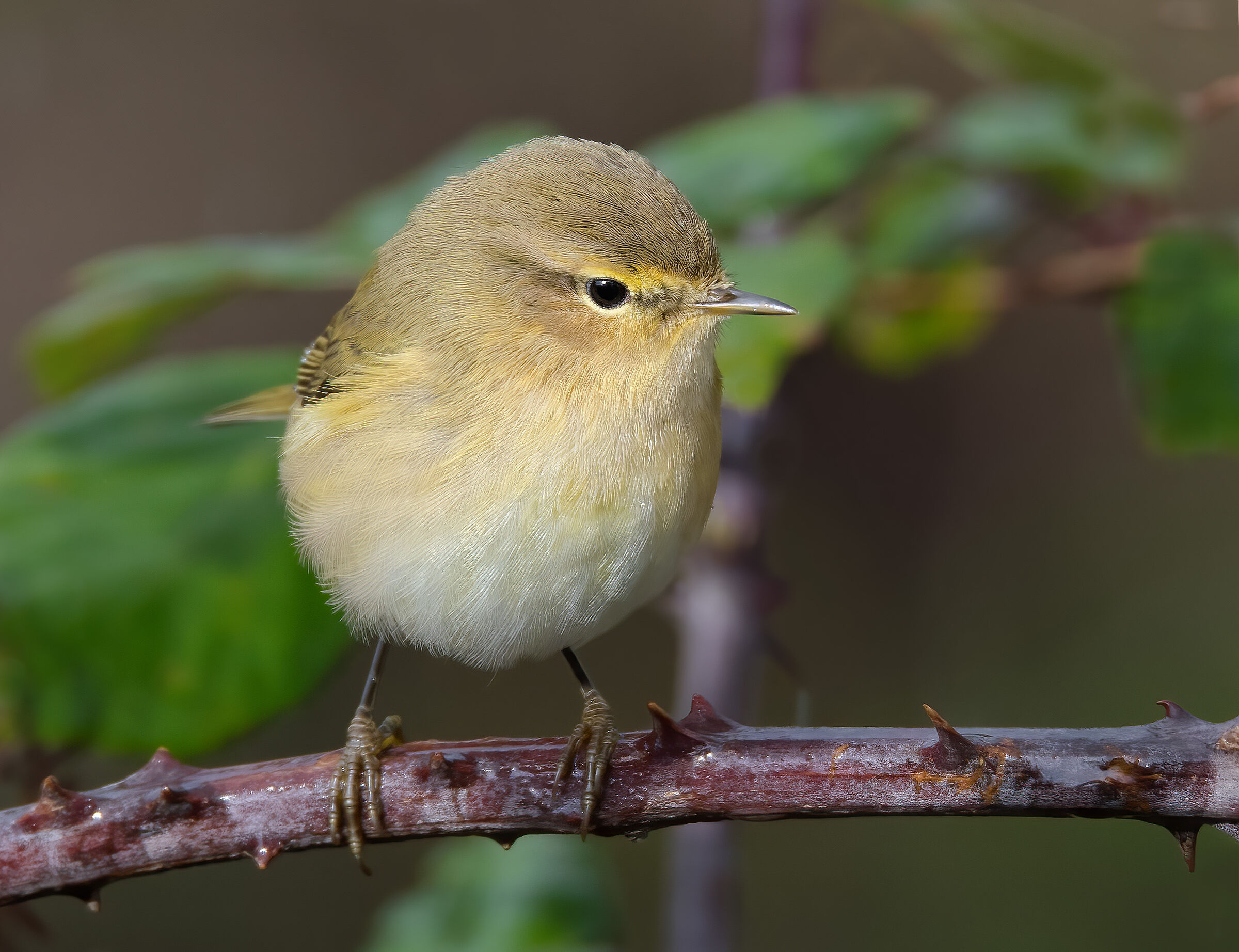 Luì Piccolo (Phylloscopus collybita)