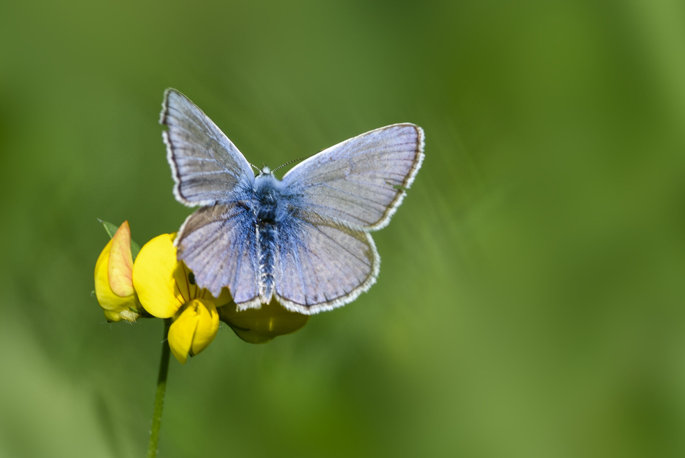 blue butterfly