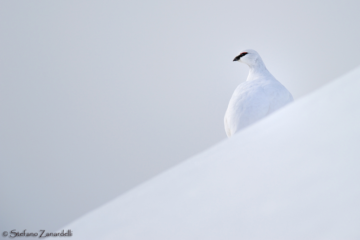 Ptarmigan - Rock Ptarmigan (Lagopus muta)